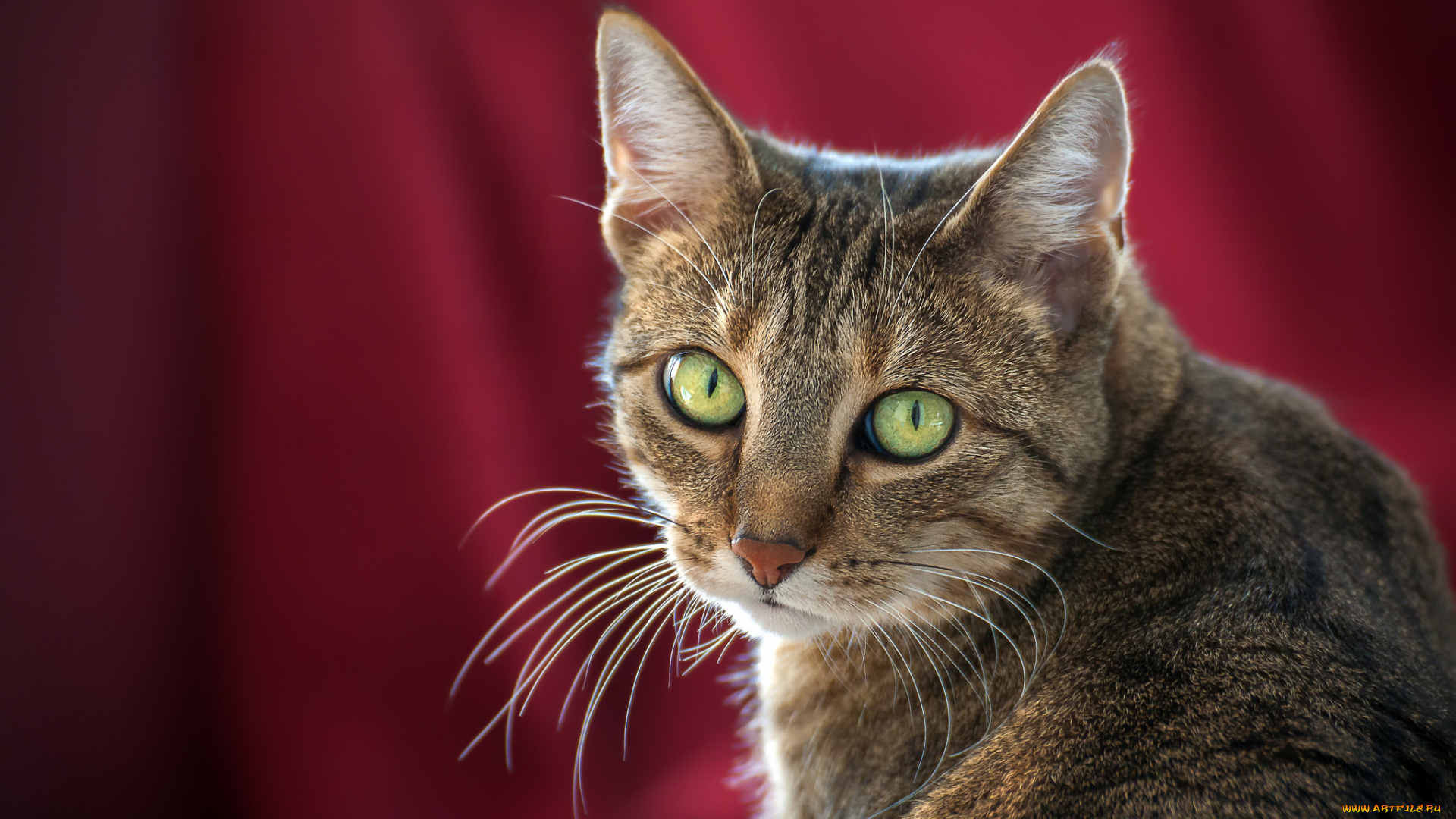 животные, коты, киса