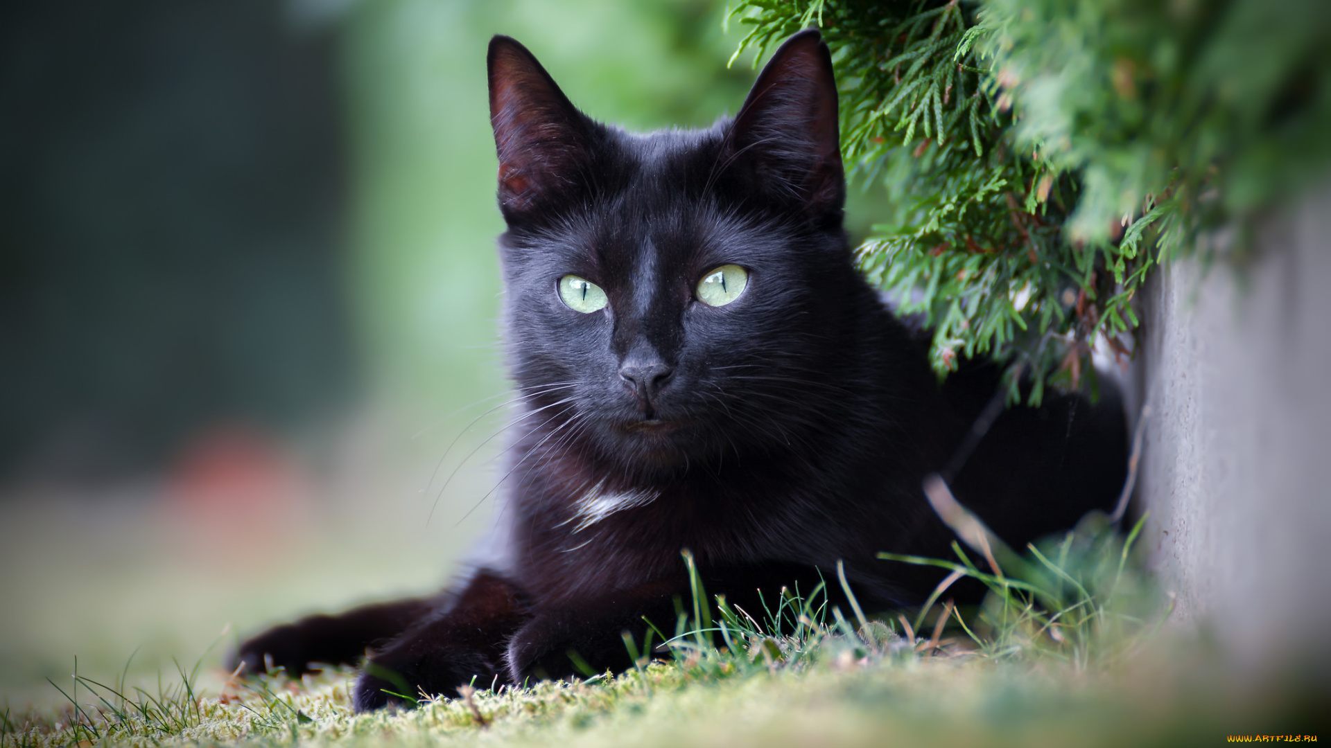 животные, коты, киса