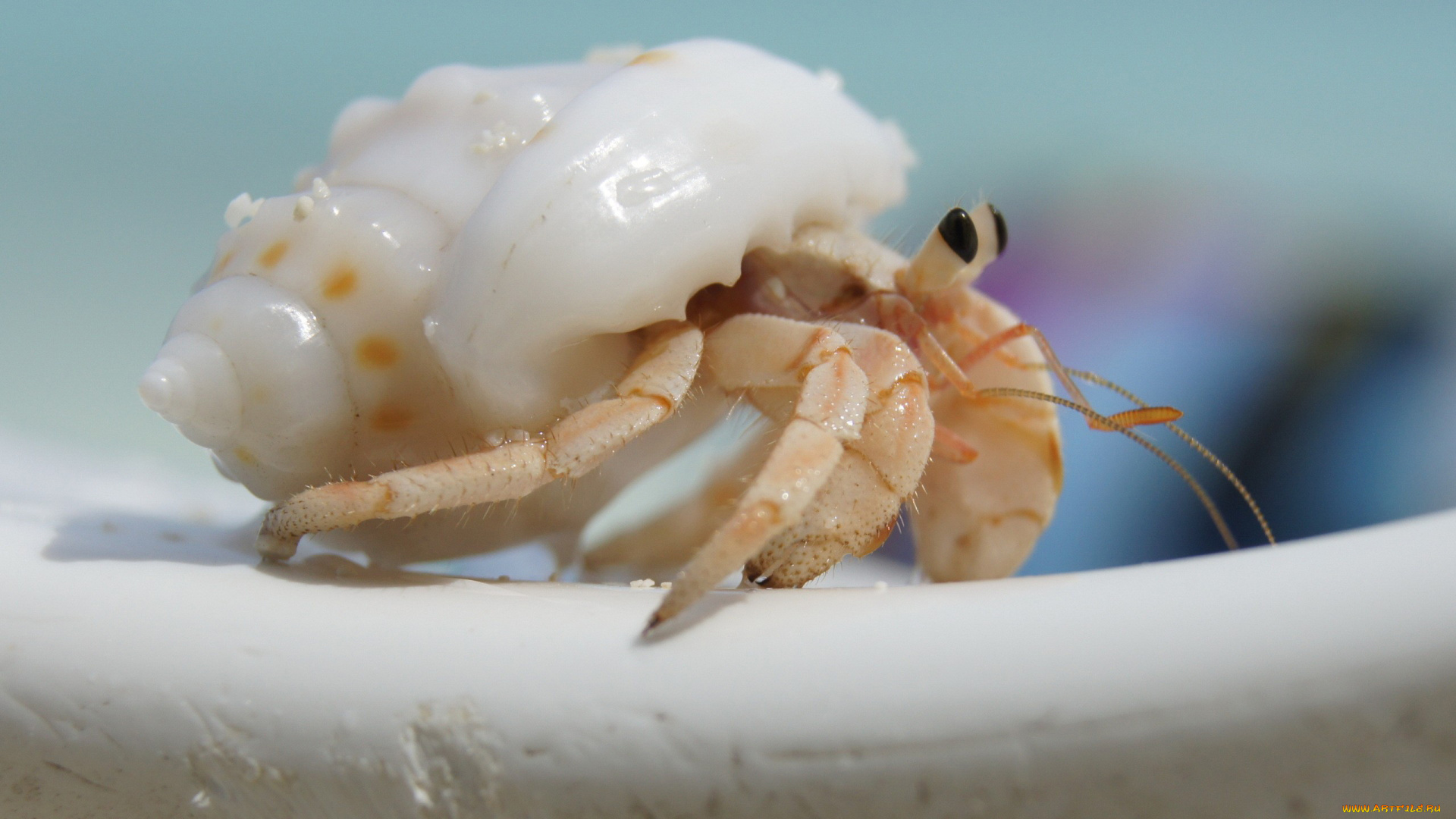 животные, крабы, , раки, ползёт, ракушка, отшельник, рак