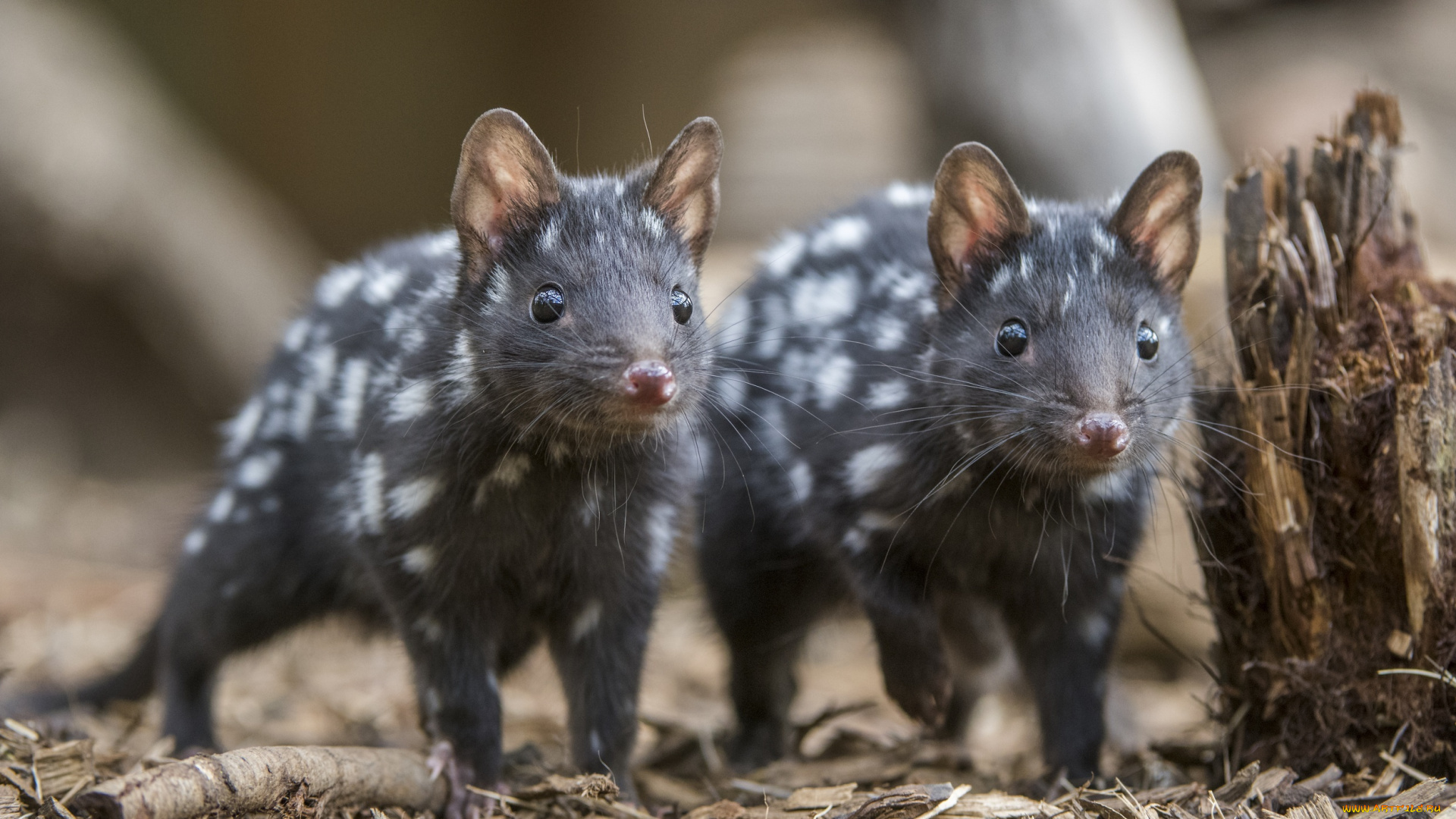 животные, крысы, , мыши, кволлы, пара, пень