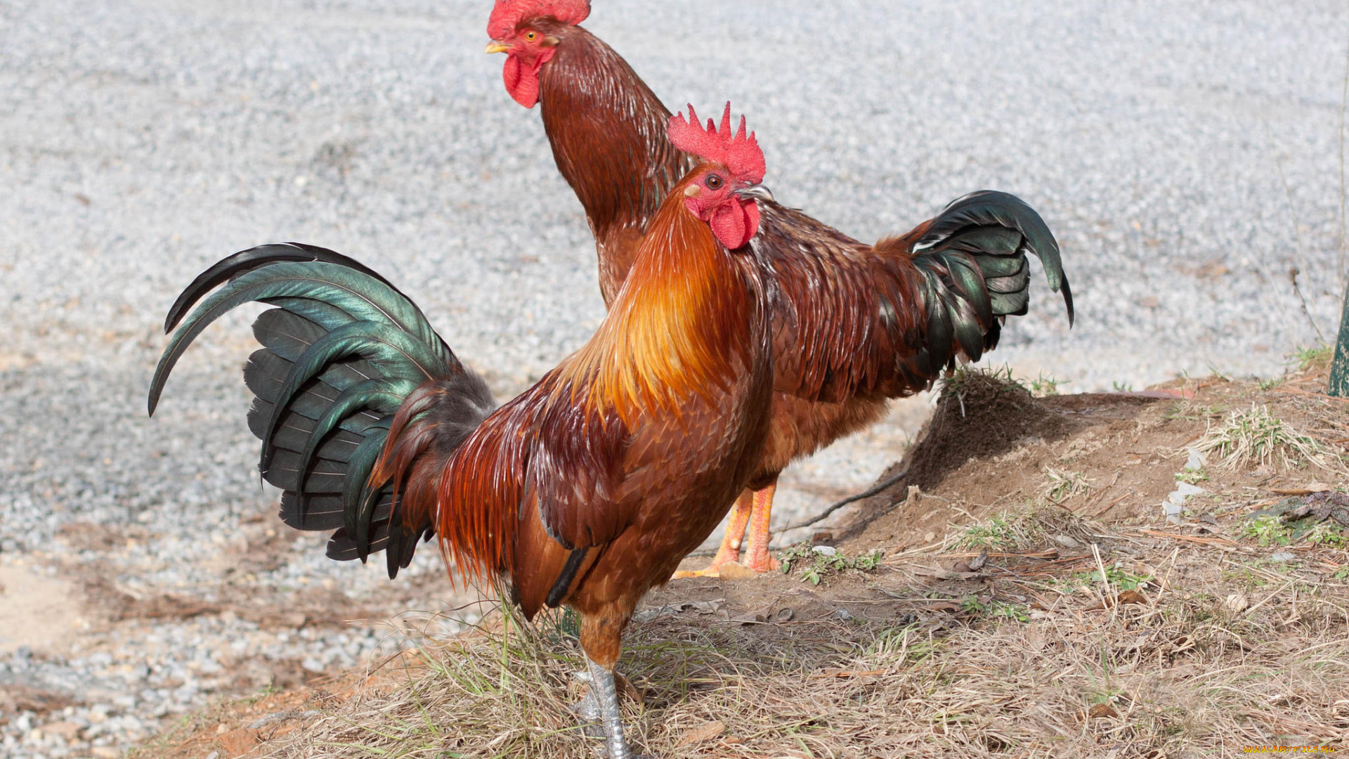 животные, куры, , петухи, петухи