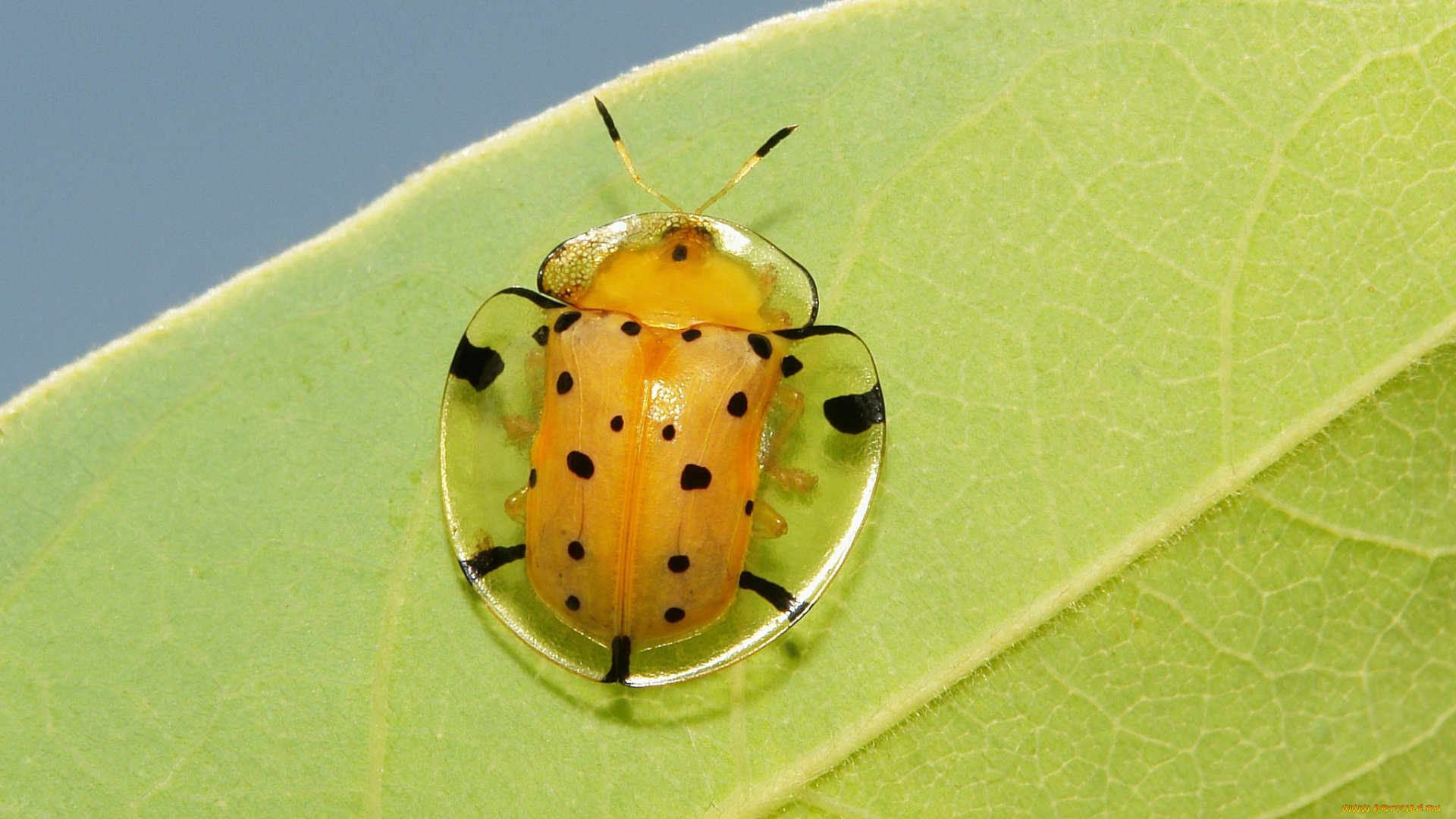 животные, насекомые, жучок