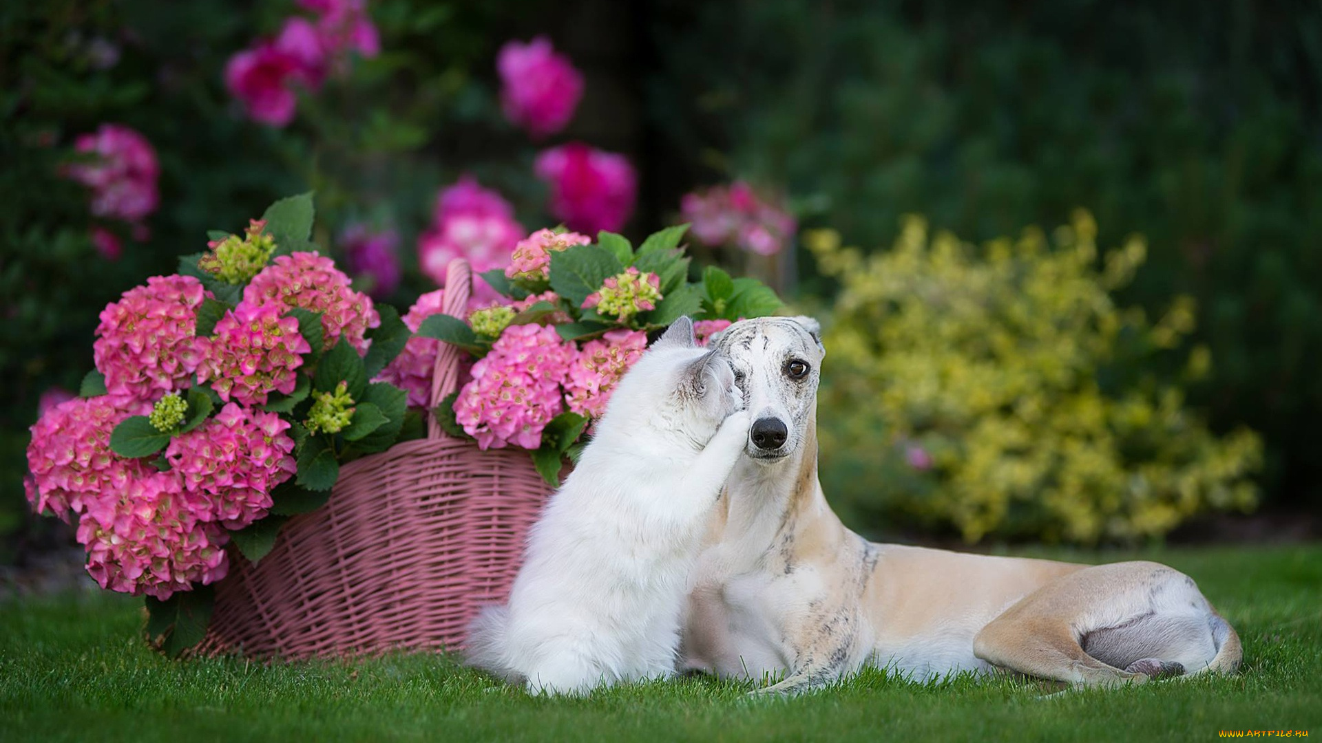 животные, разные, вместе, цветы, кошка, гортензия, котёнок, друзья, корзина, собака, рэгдолл