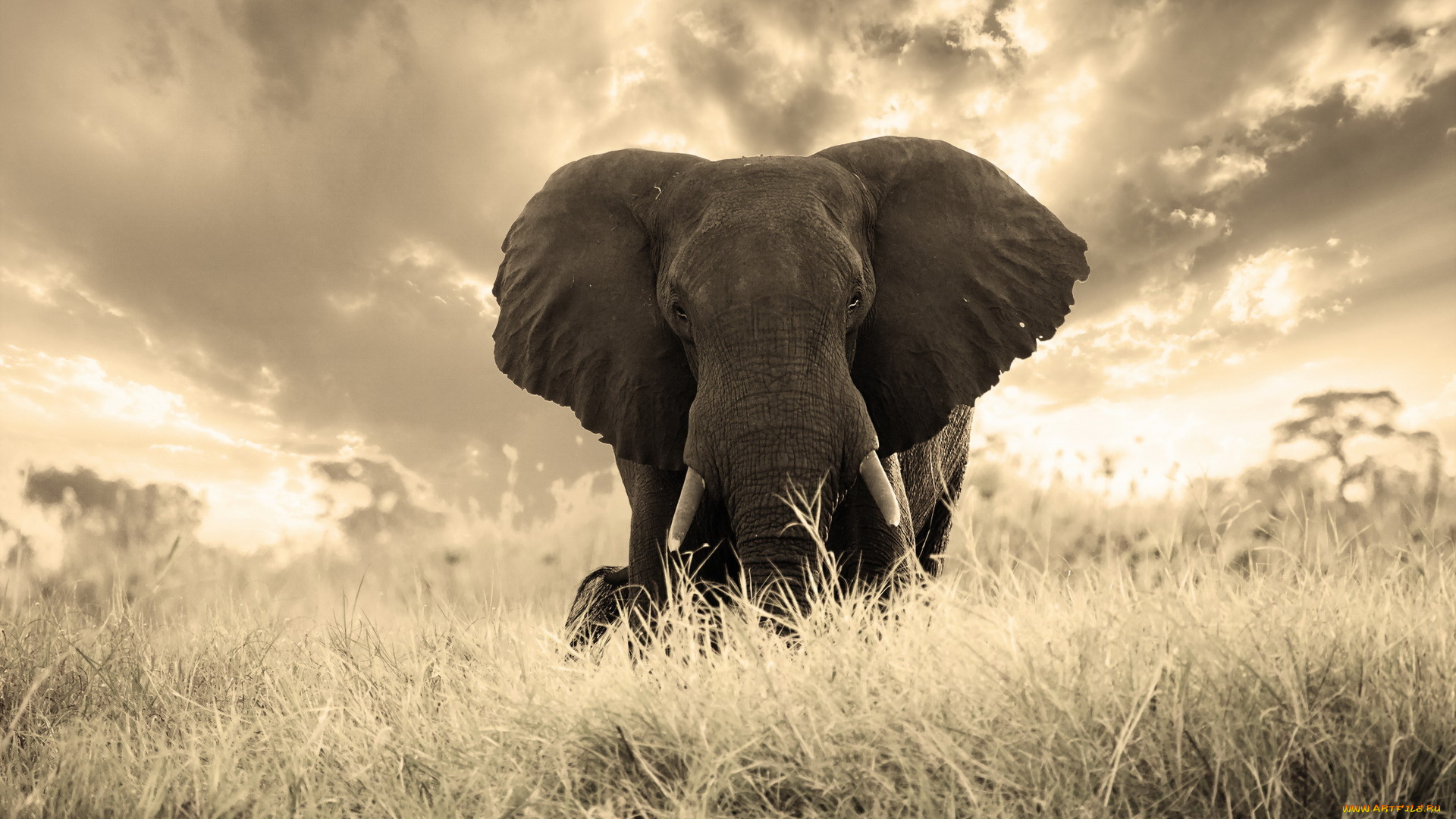 животные, слоны, слон