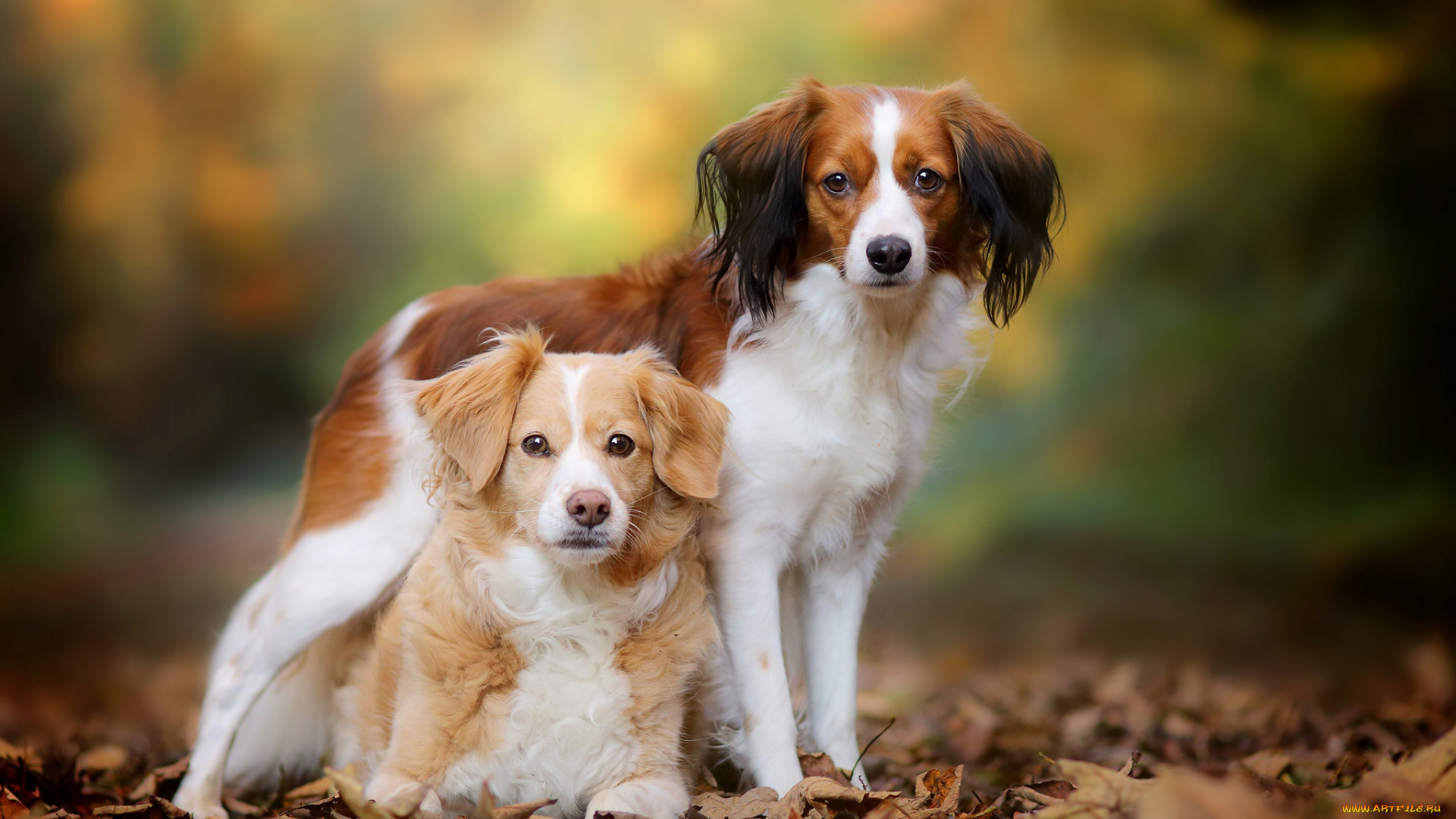 животные, собаки, боке, коикерхондье, осень, листья, парочка, бретонский, эпаньоль