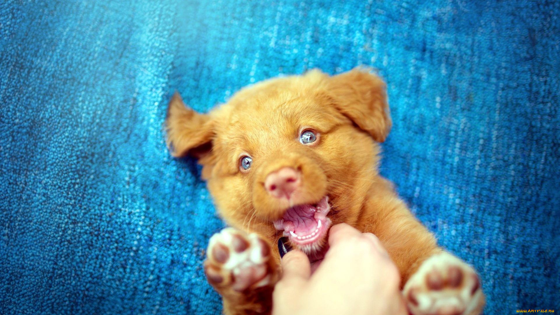 животные, собаки, рука, игра, щенок