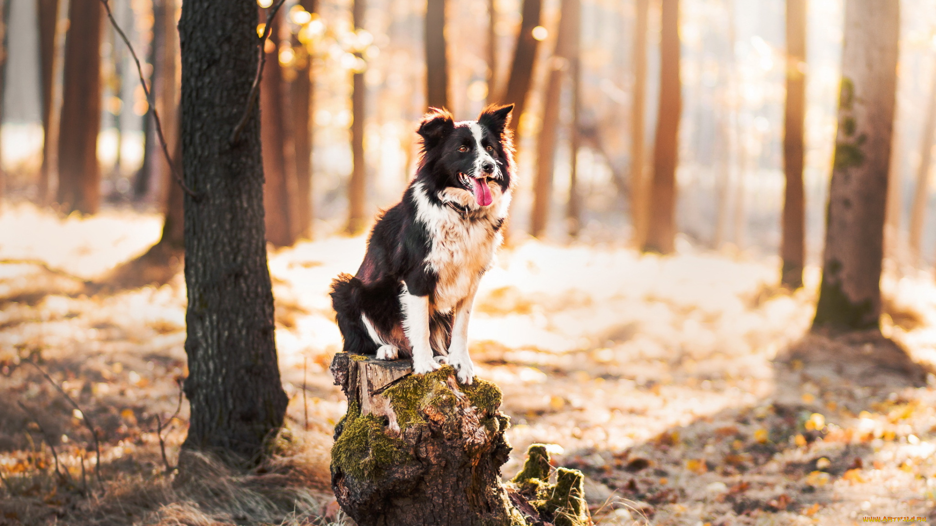 животные, собаки, собака, лес
