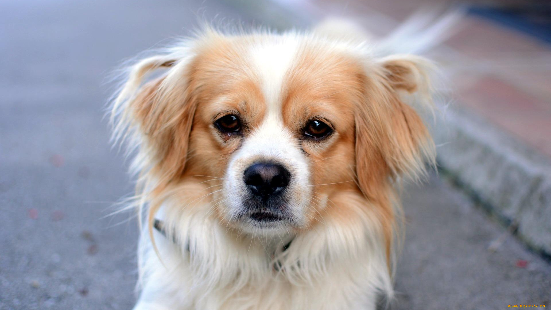 животные, собаки, собака, взгляд