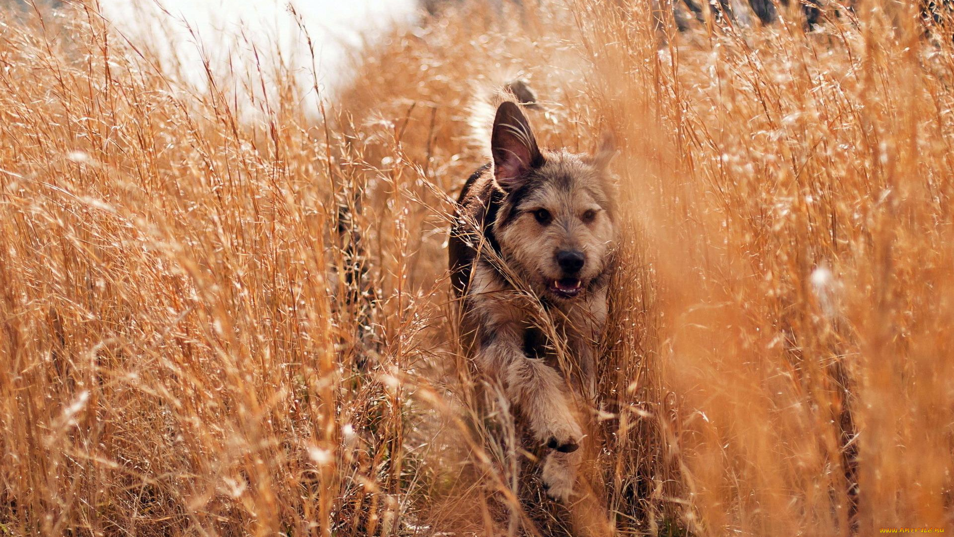 животные, собаки, трава, бег, луг, собака