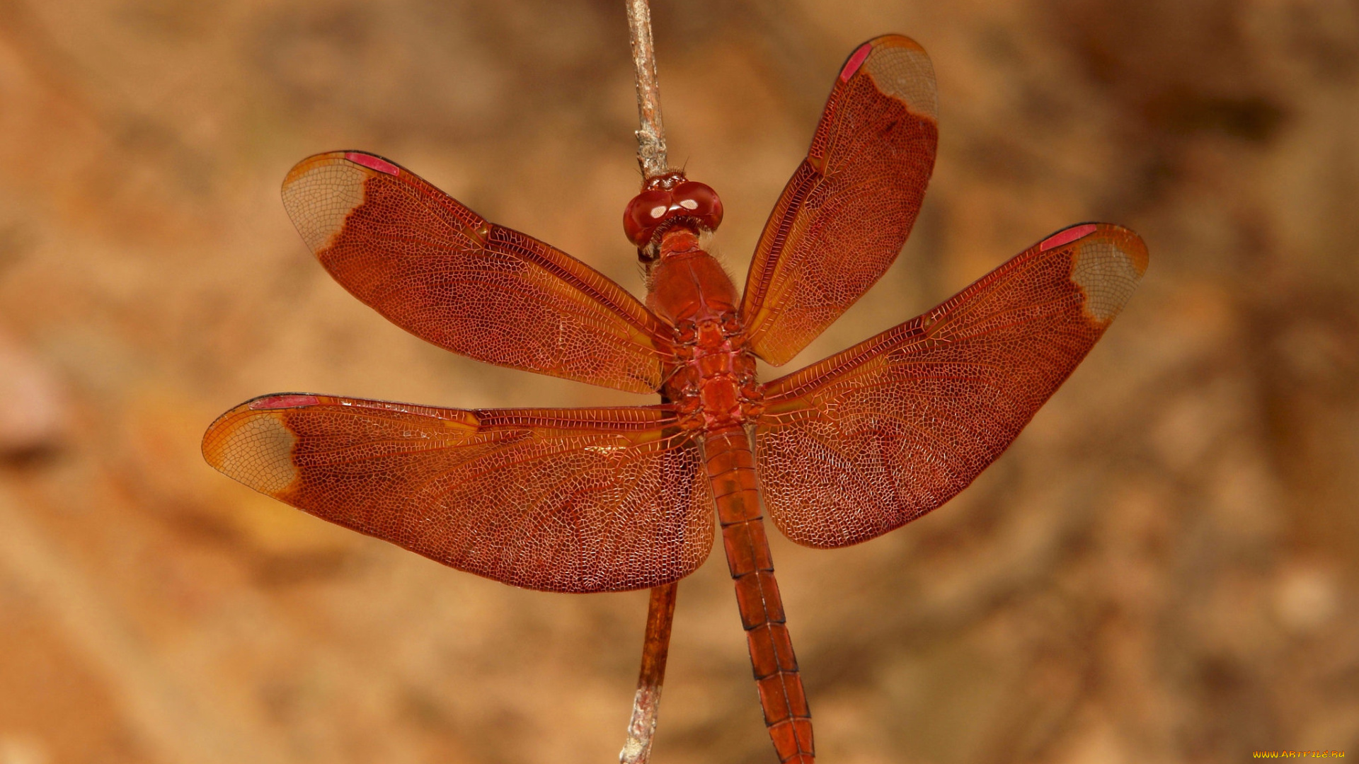 животные, стрекозы, стрекоза