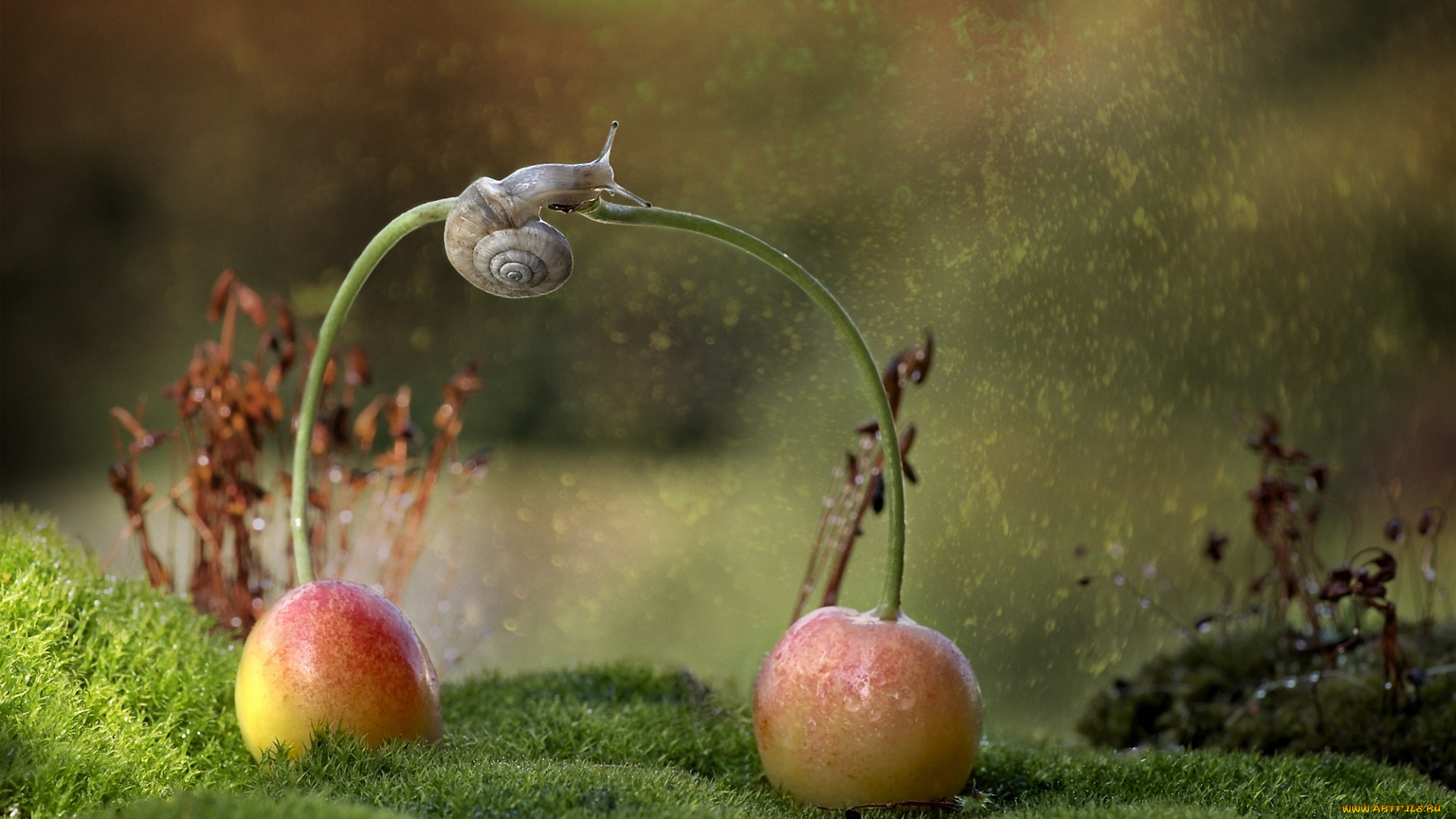 животные, улитки, улитка