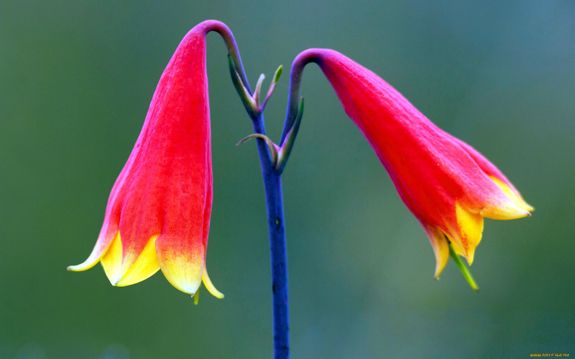 цветы, стебель, красные, колокольчики, пара