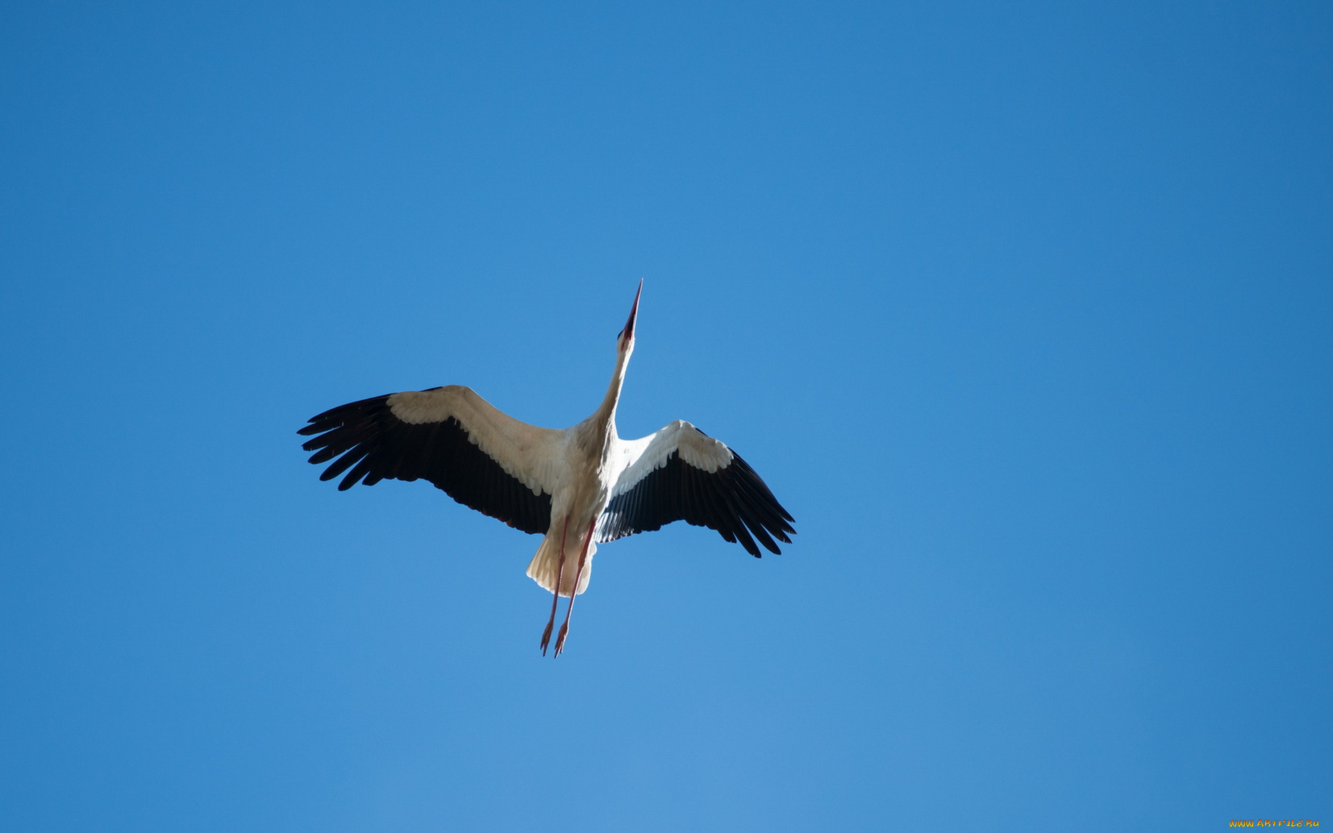 животные, аисты, птица, аист, небо