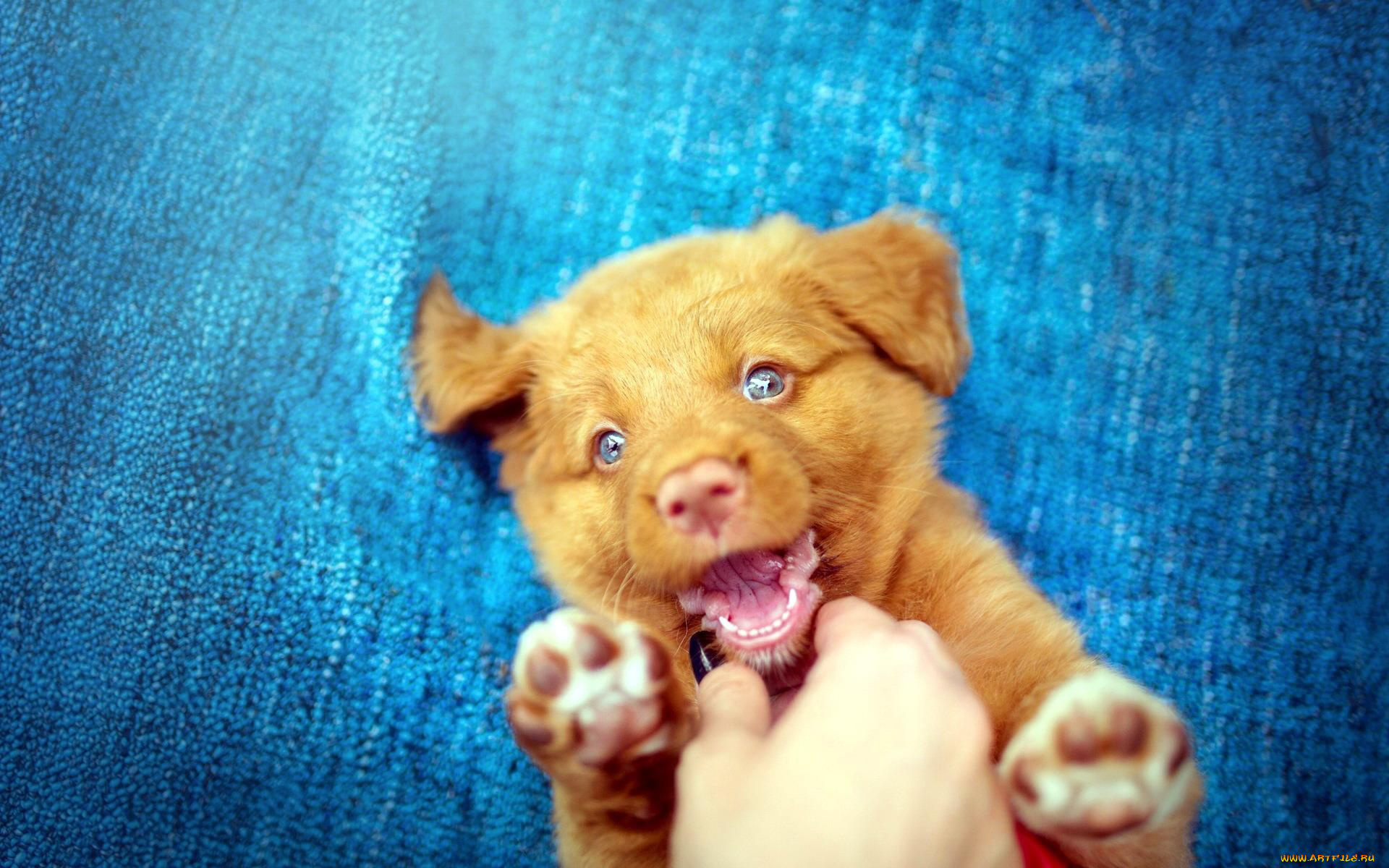 животные, собаки, рука, игра, щенок