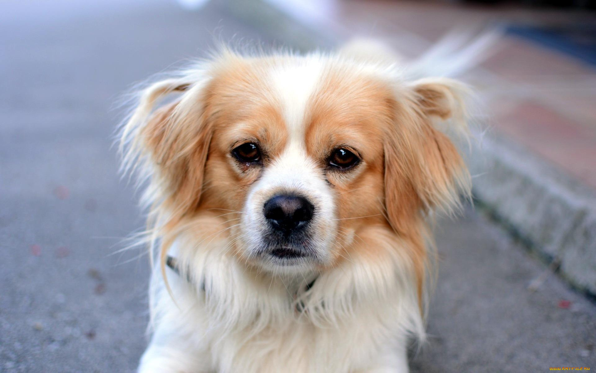 животные, собаки, собака, взгляд