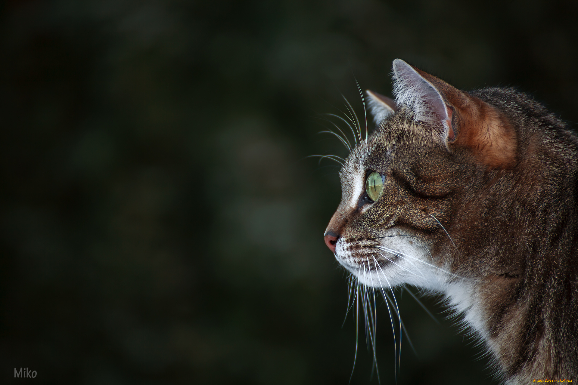 животные, коты, киса