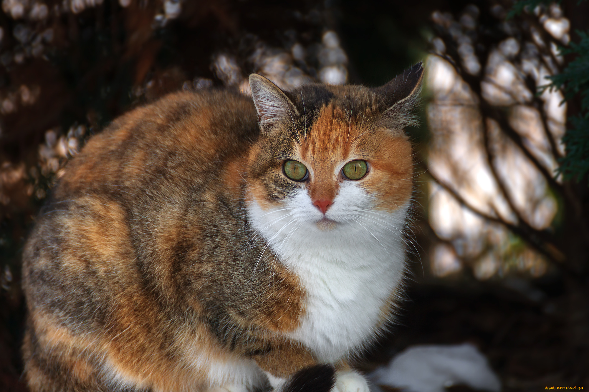 животные, коты, киса