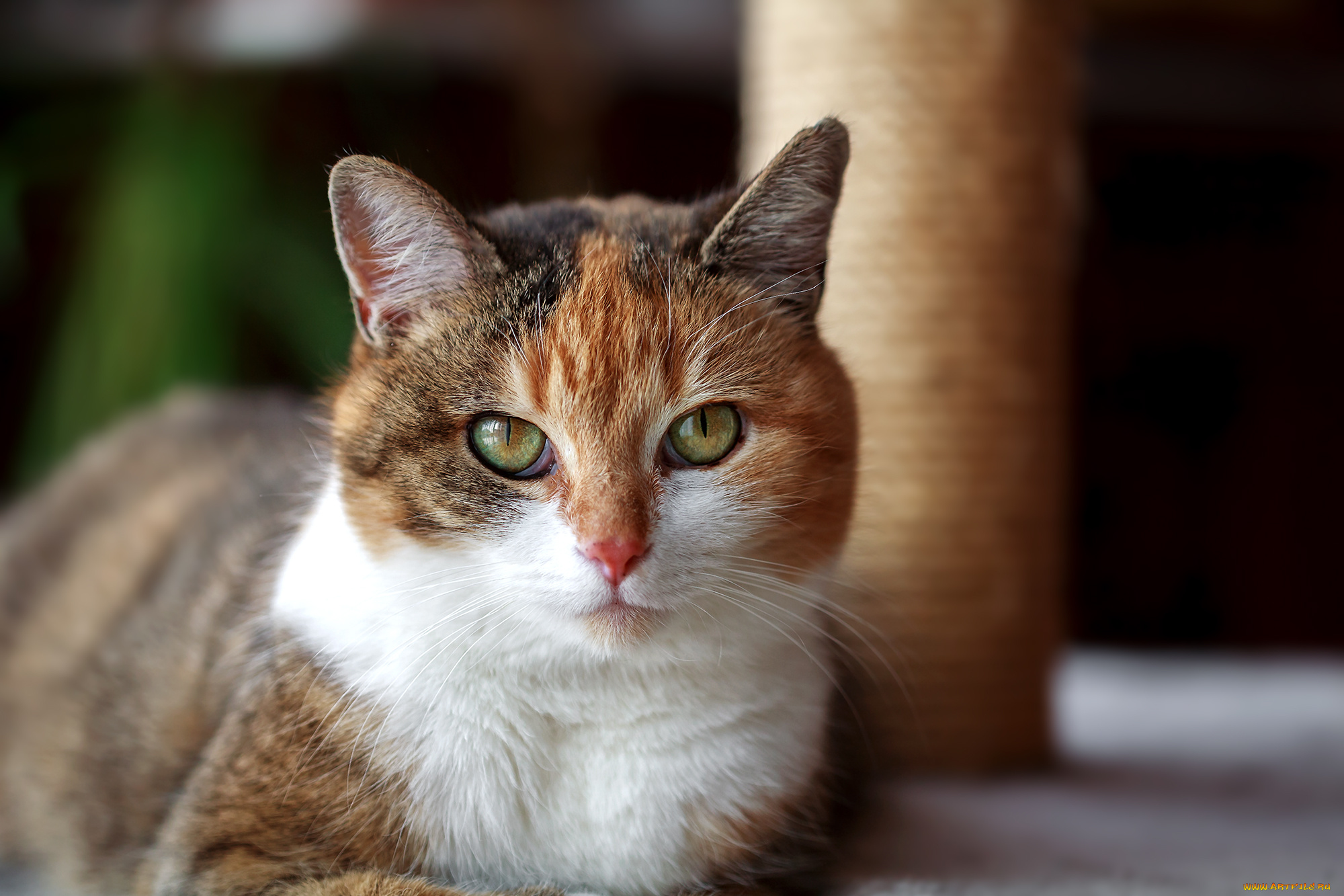 животные, коты, киса