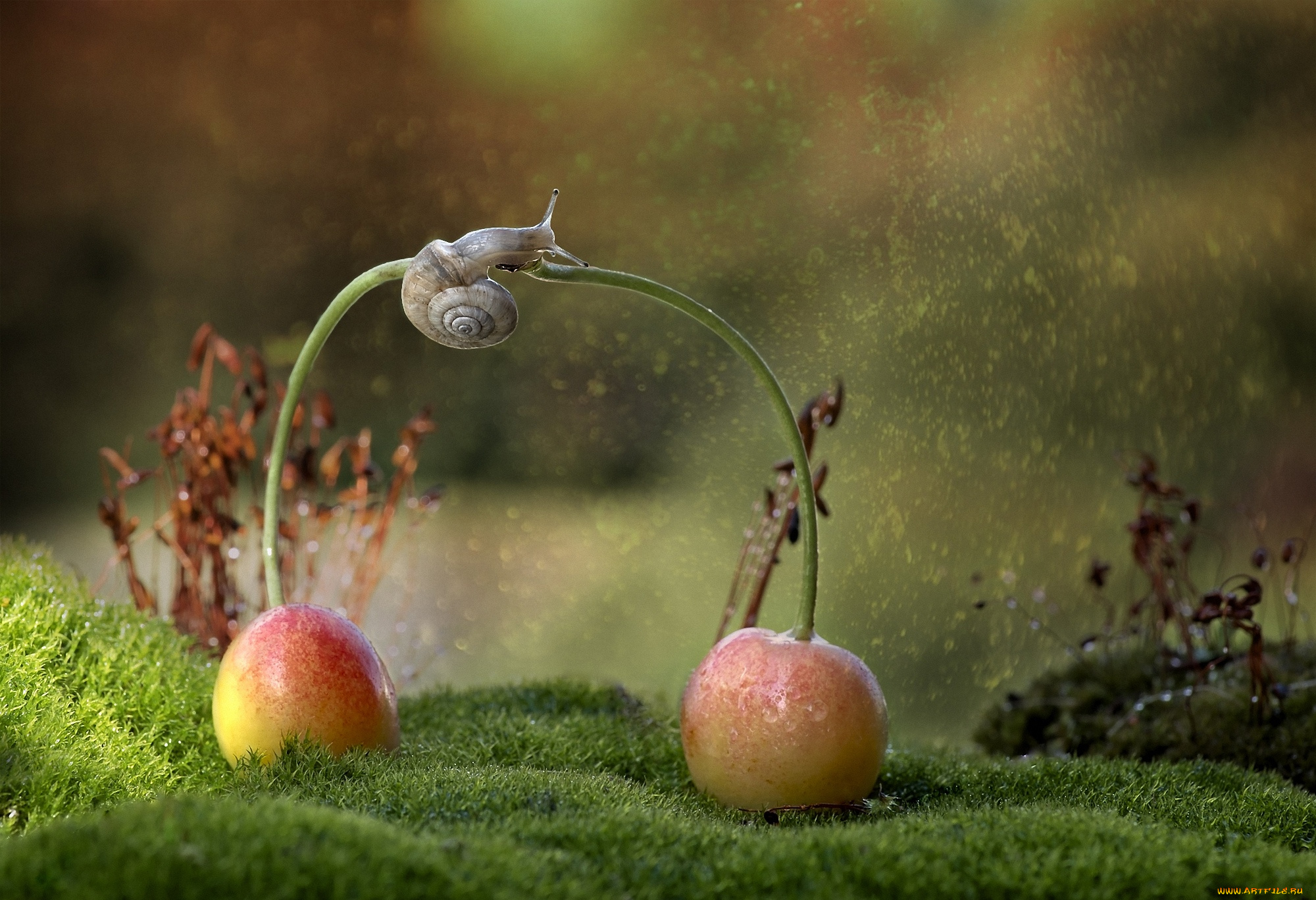 животные, улитки, улитка