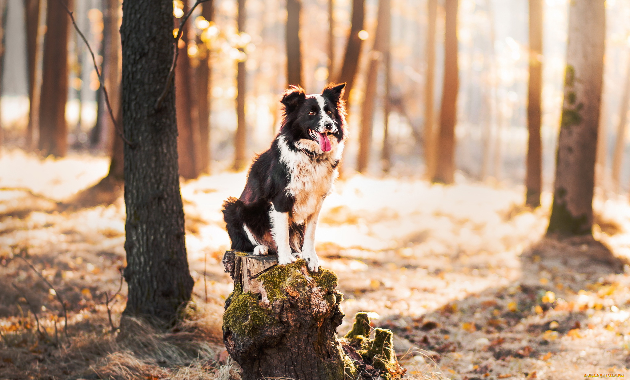 животные, собаки, собака, лес