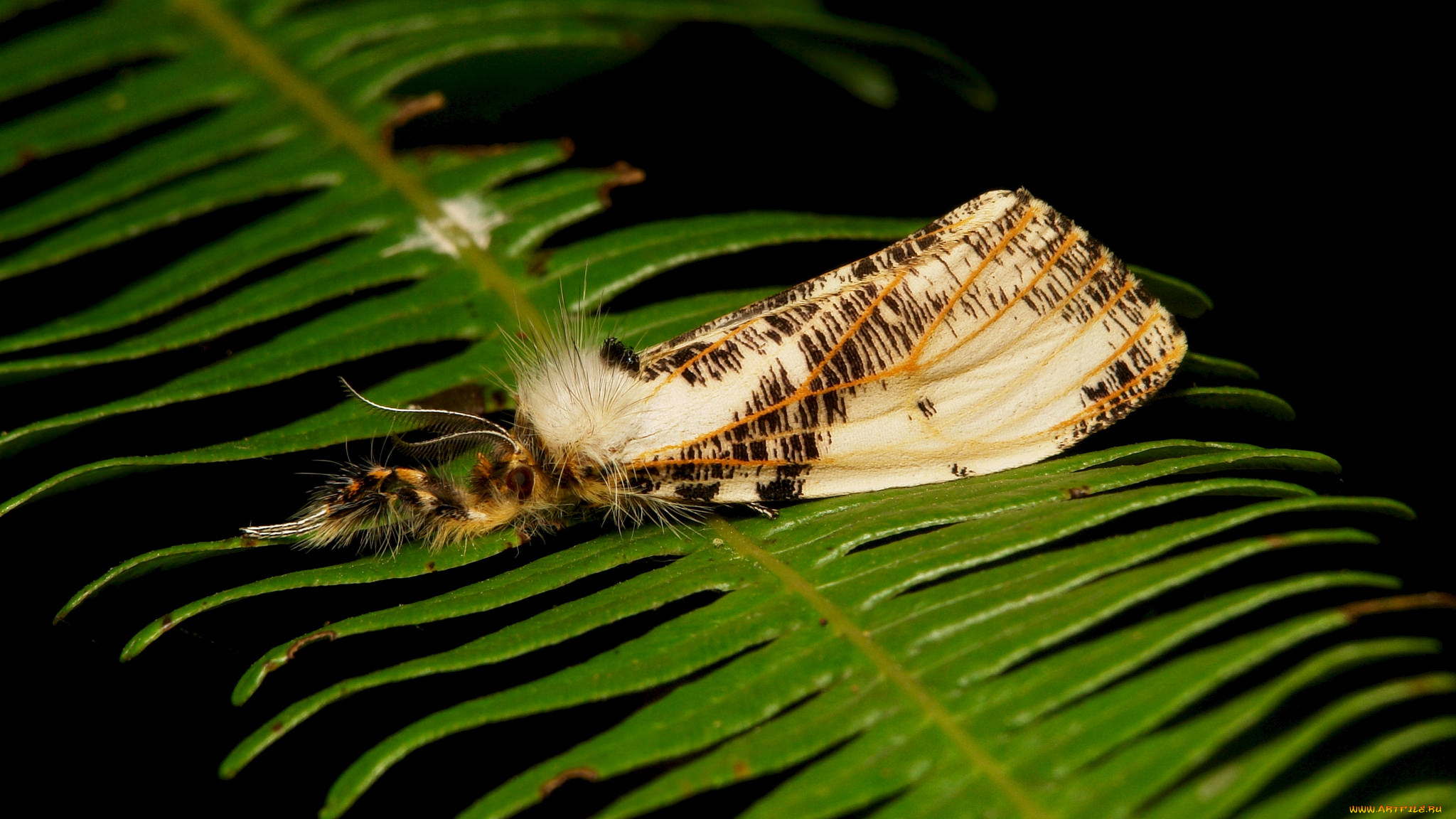 животные, бабочки, , мотыльки, , моли, моль