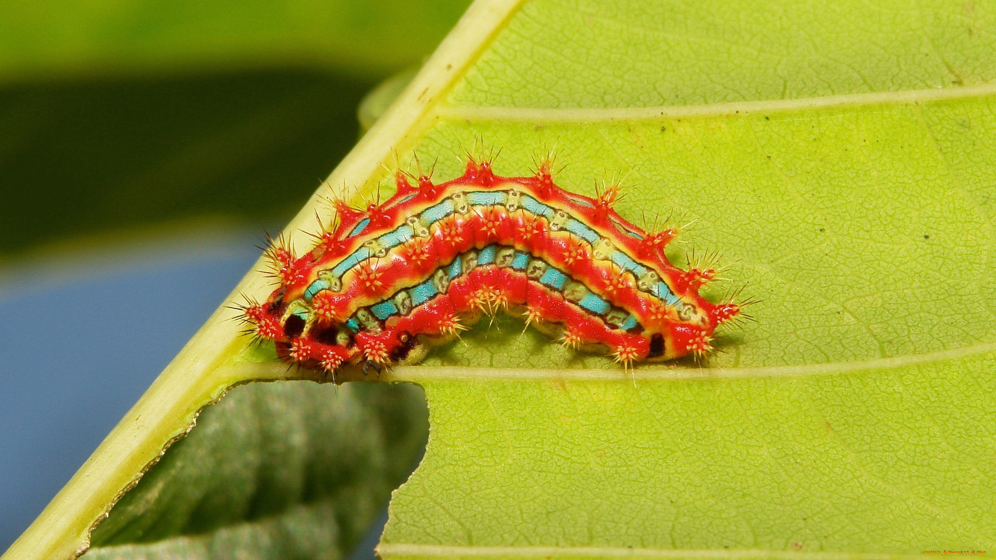 животные, гусеницы, гусеница