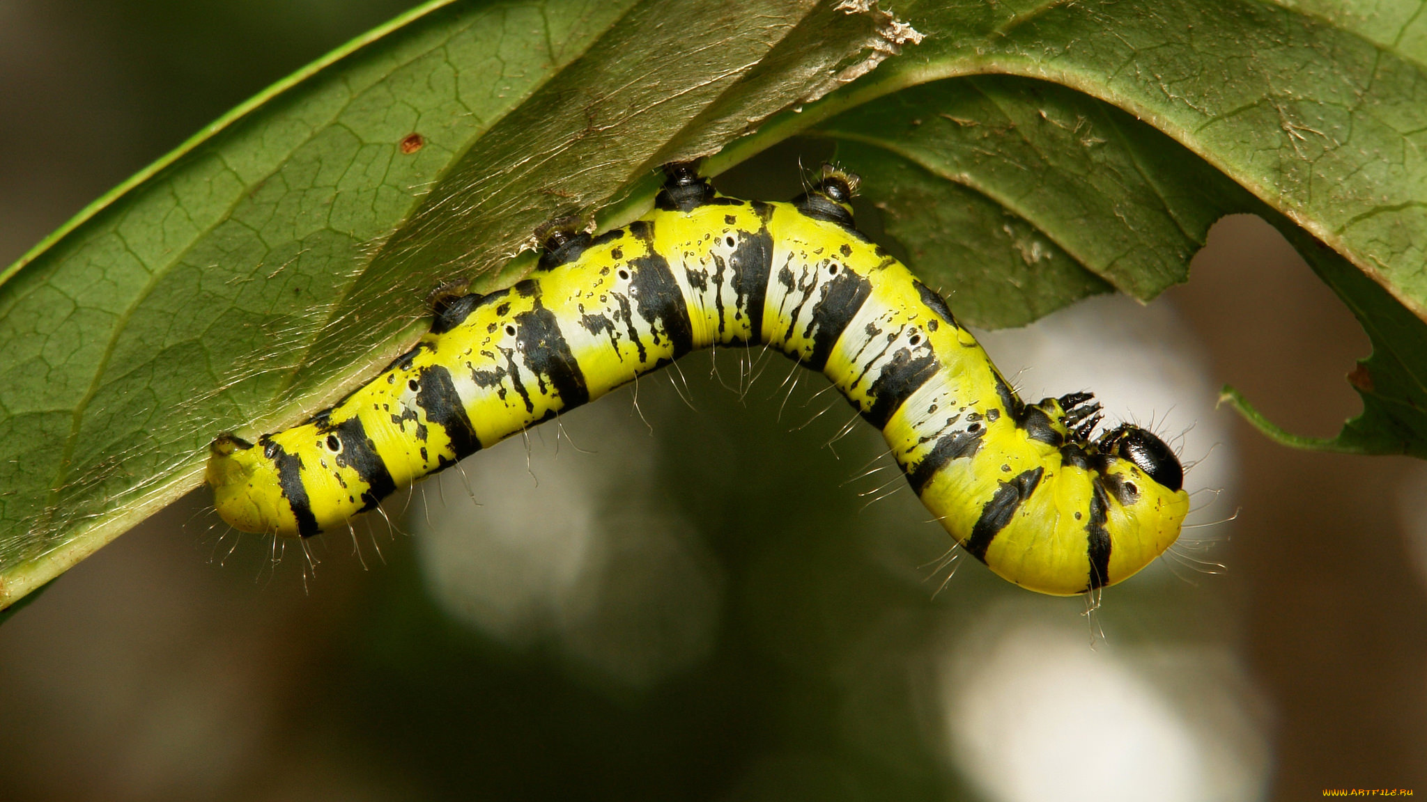 животные, гусеницы, гусеница