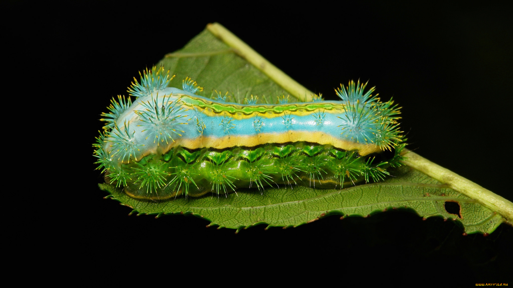 животные, гусеницы, гусеница