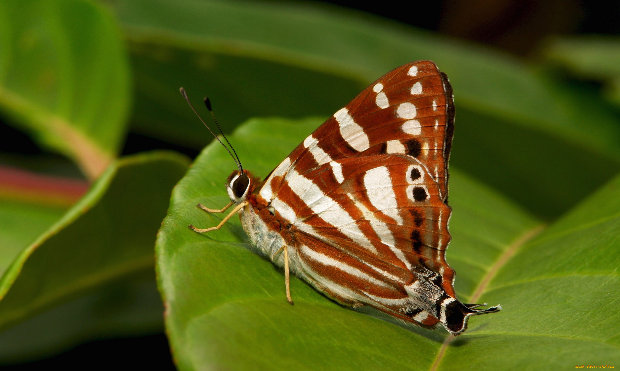 животные, бабочки, , мотыльки, , моли, бабочка