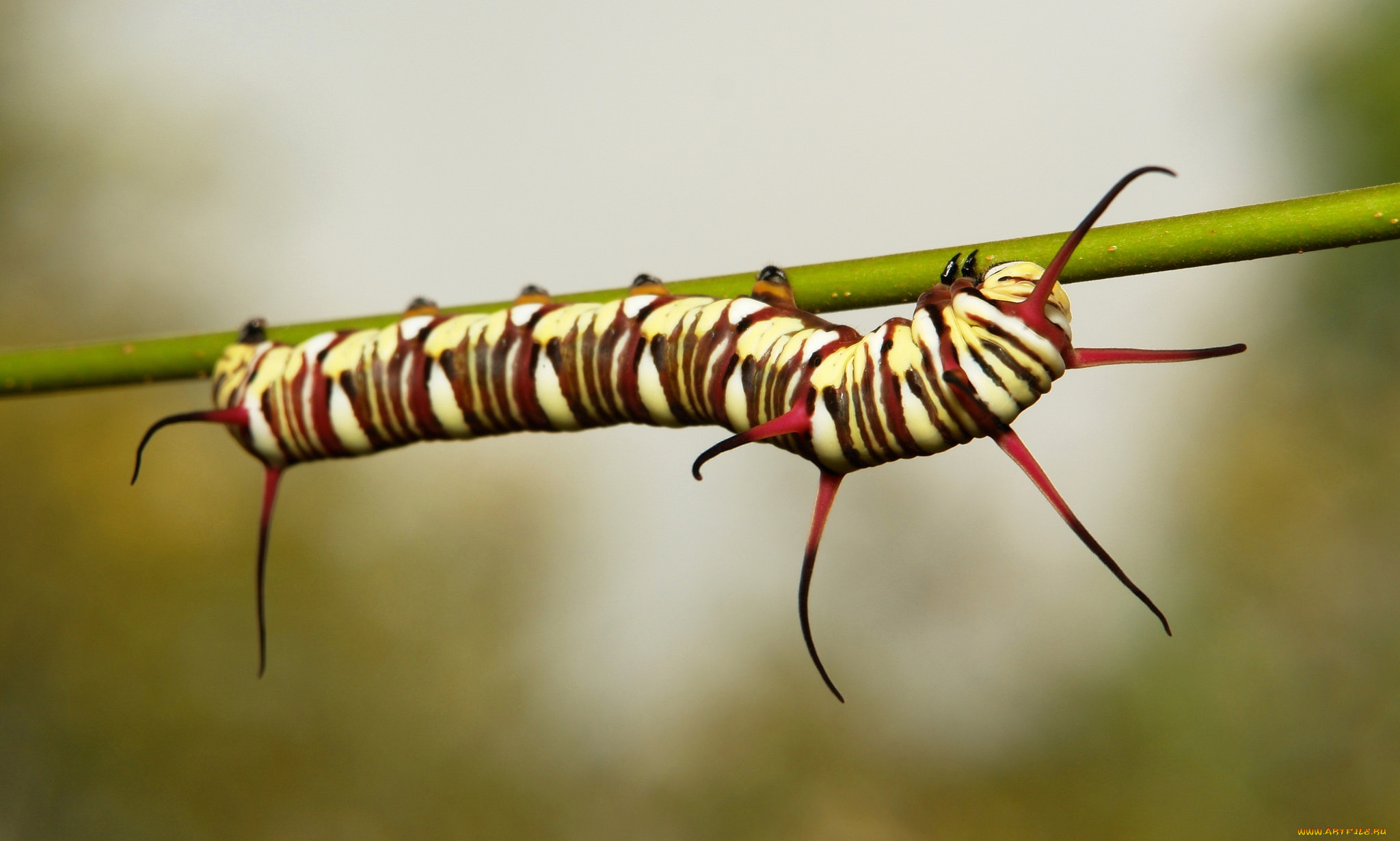животные, гусеницы, гусеница