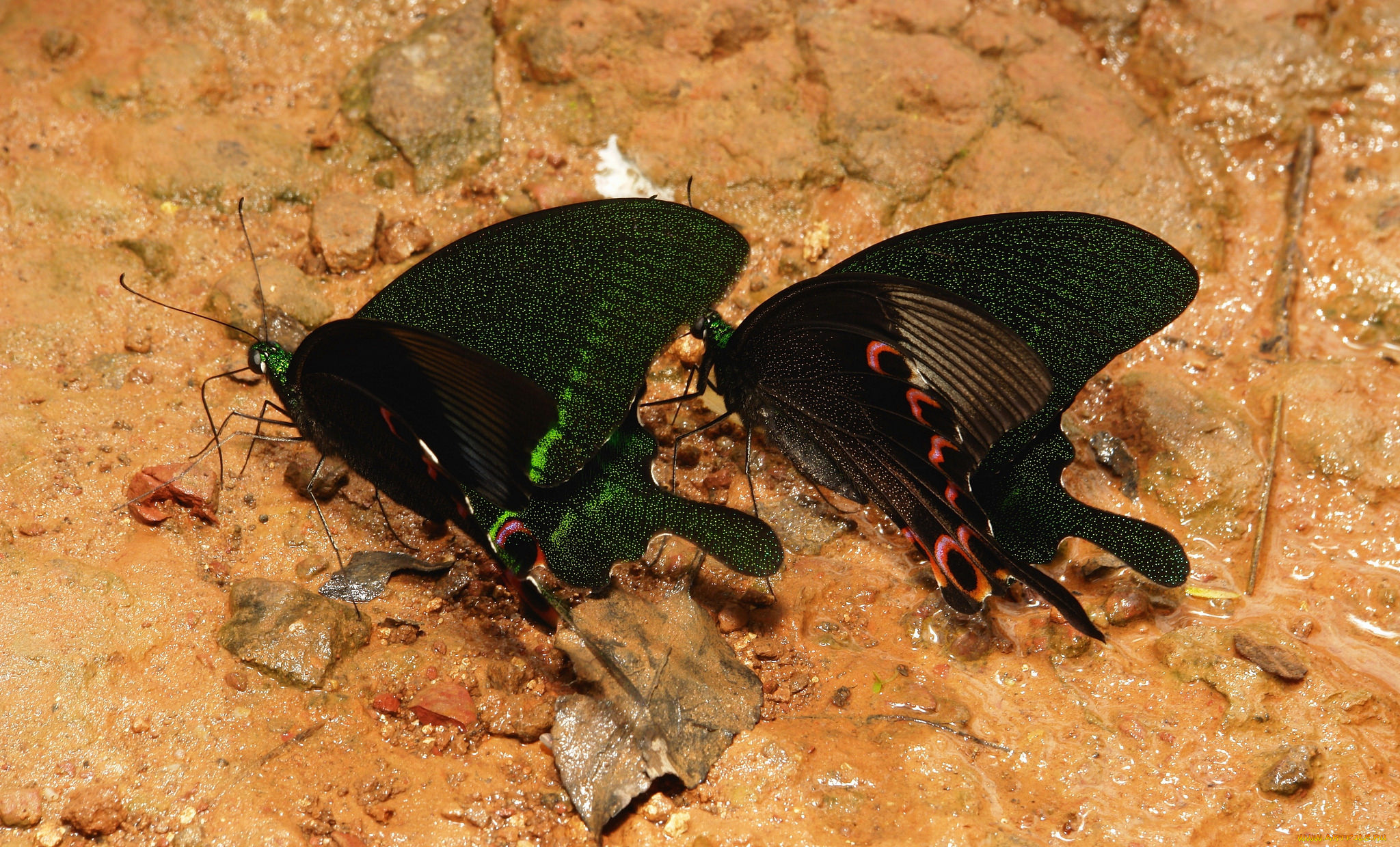 животные, бабочки, , мотыльки, , моли