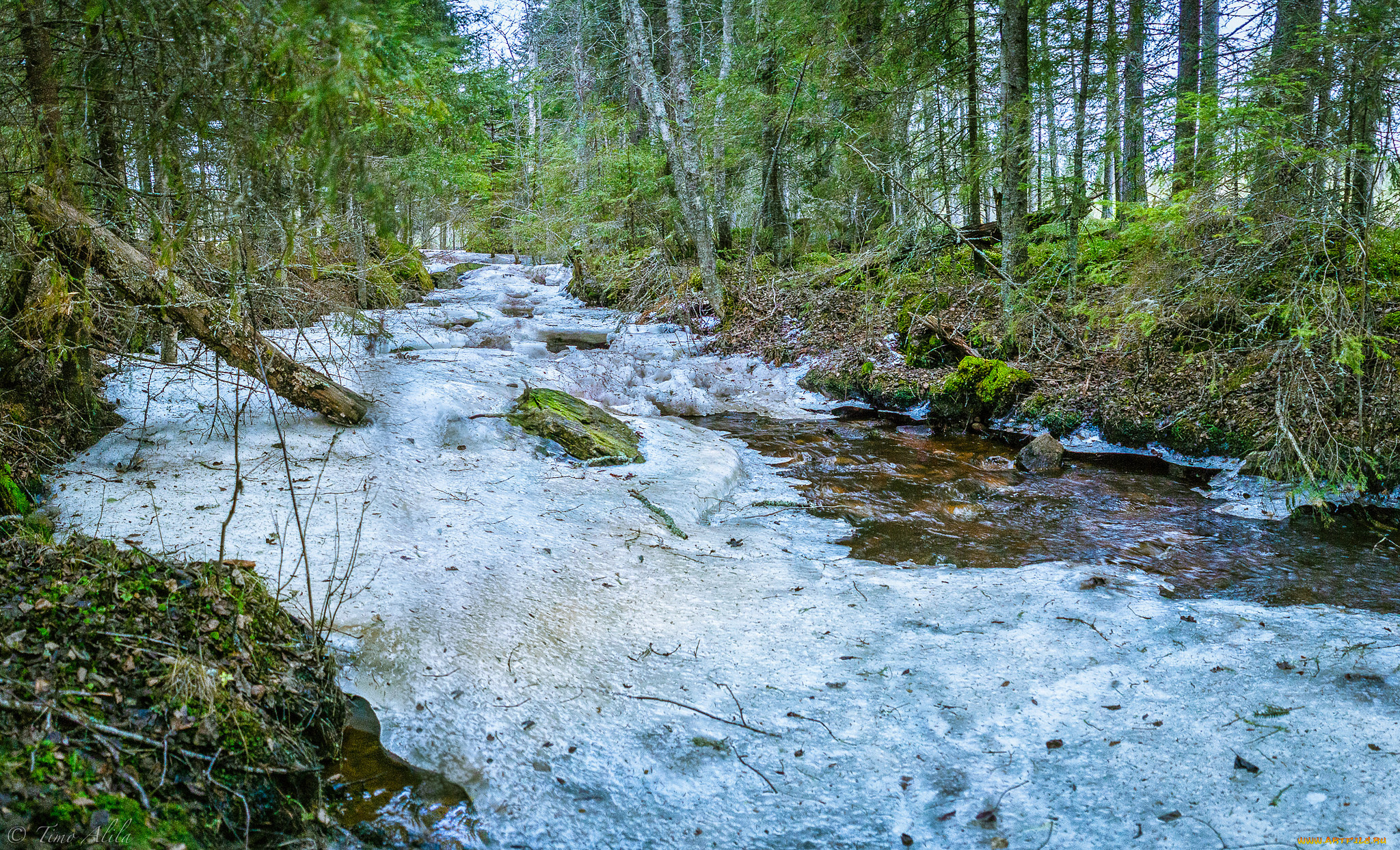 природа, реки, озера, река, лес