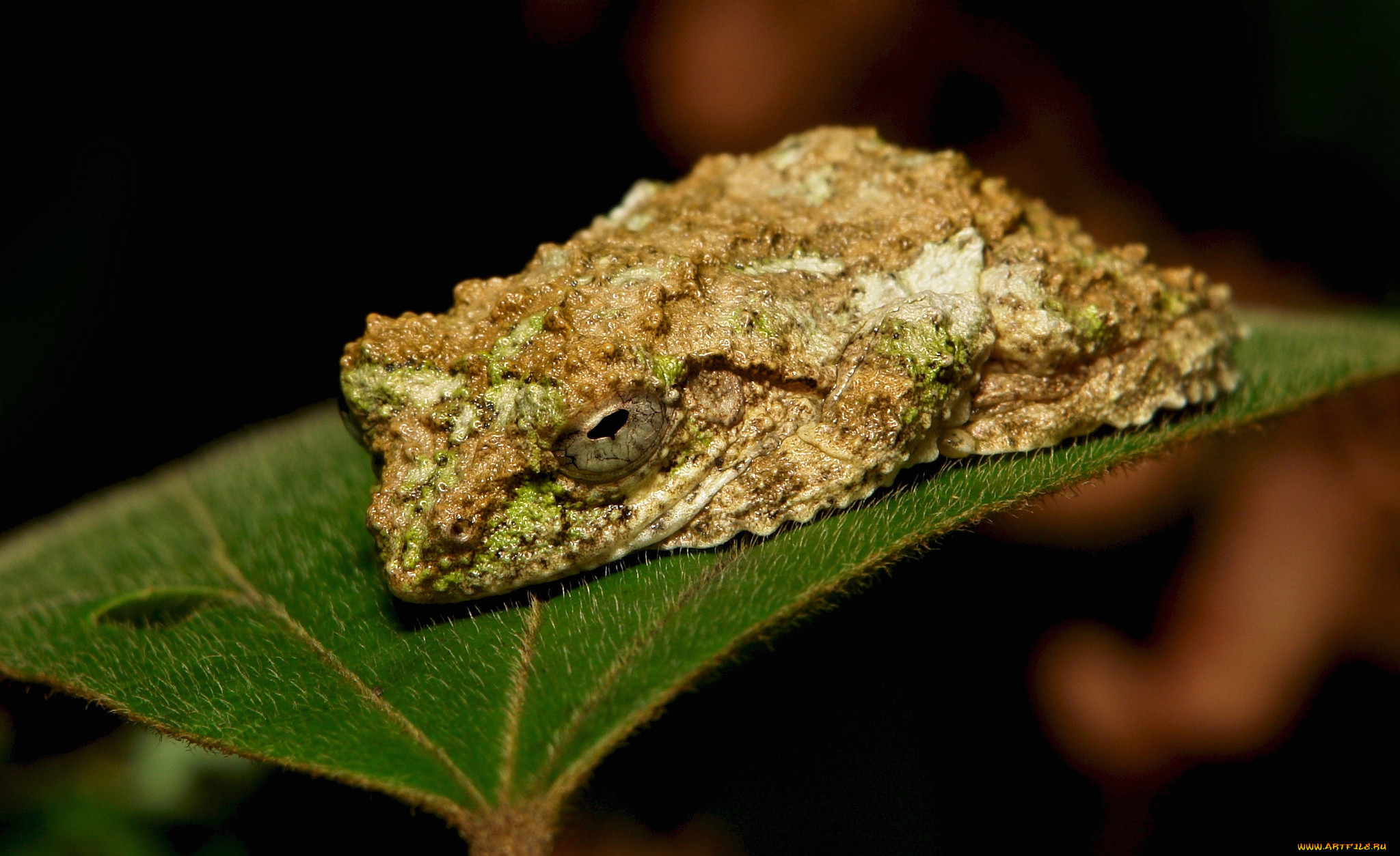 животные, лягушки, лягушка