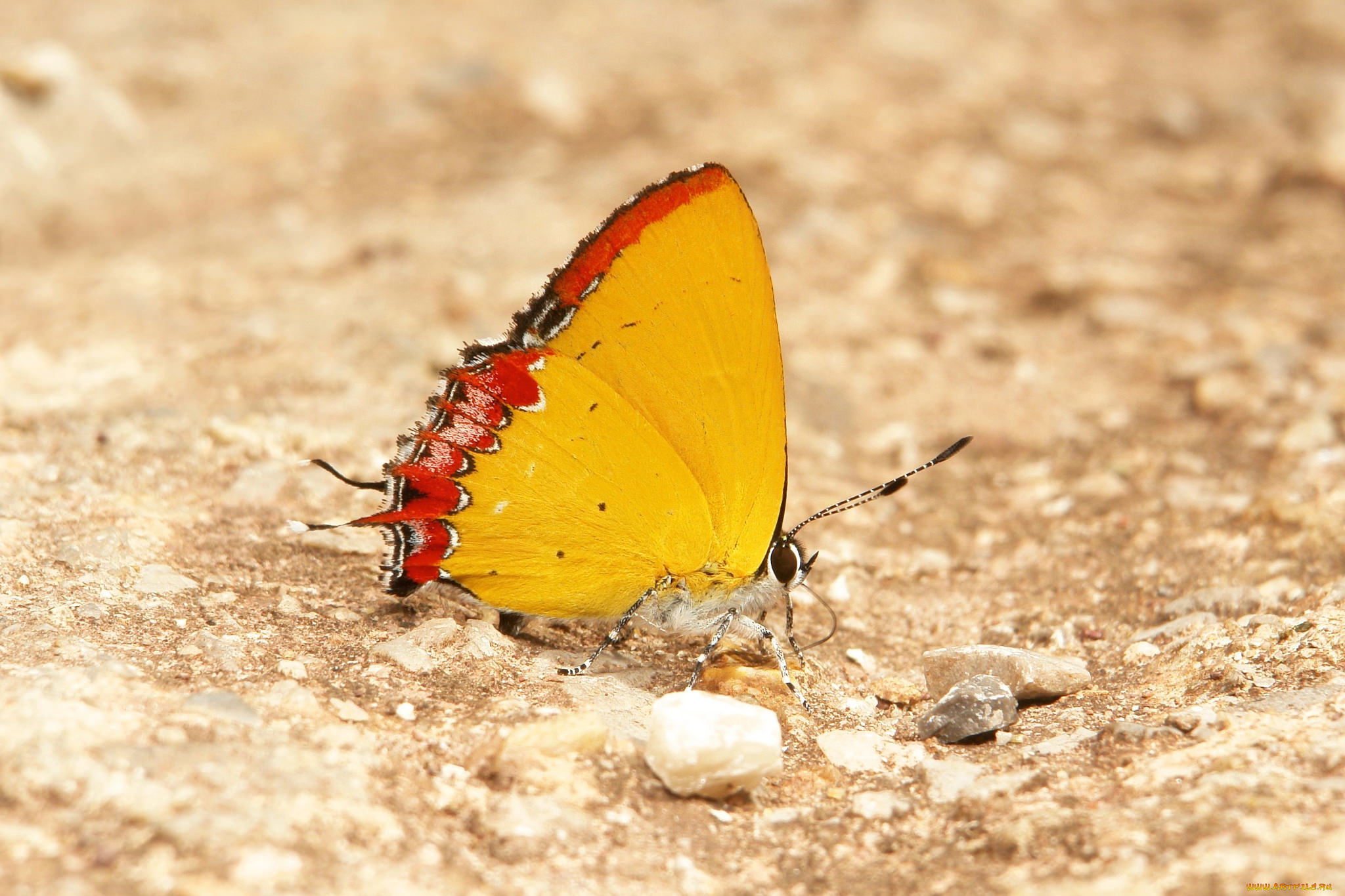 животные, бабочки, , мотыльки, , моли, бабочка