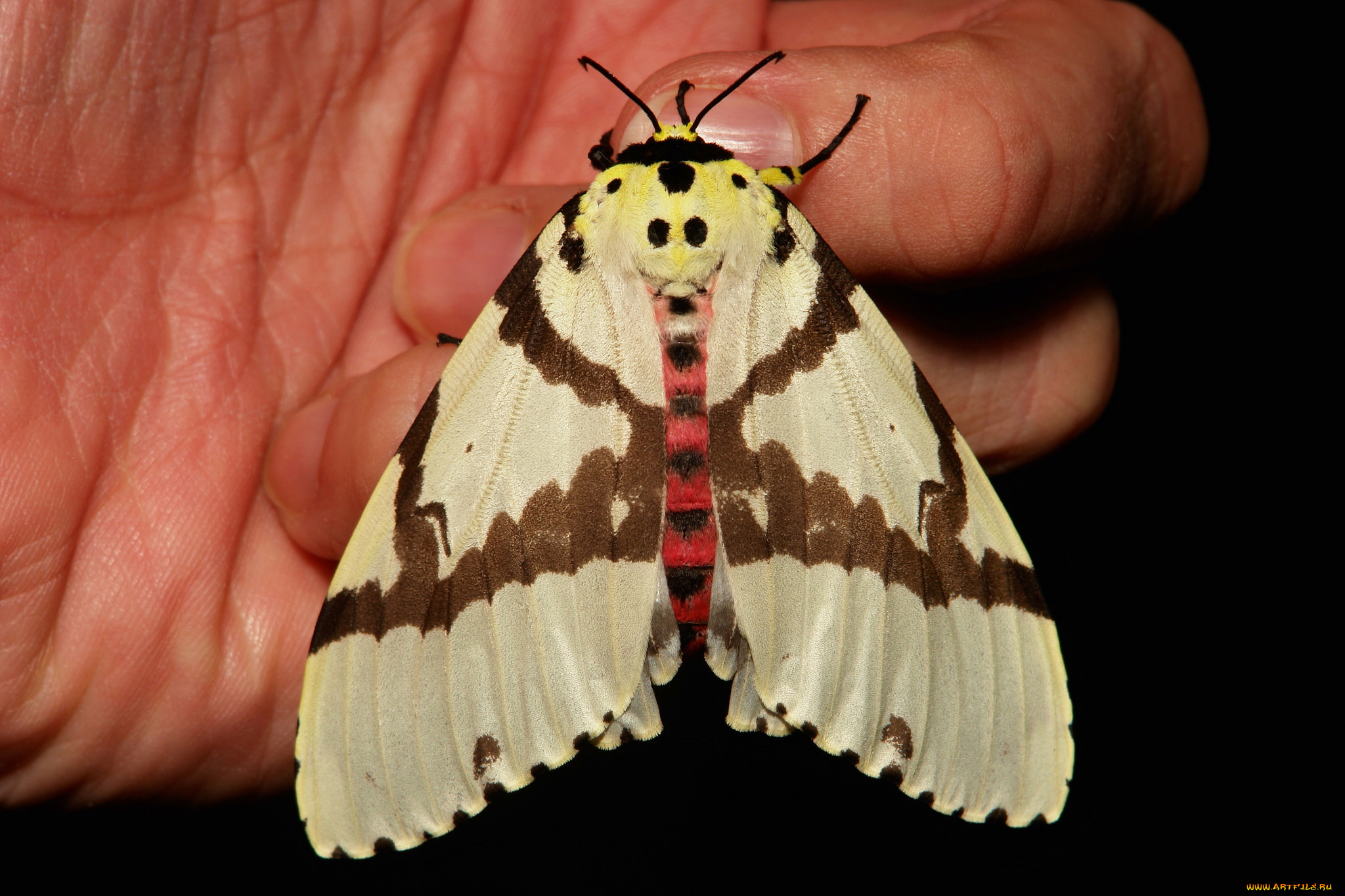 животные, бабочки, , мотыльки, , моли, бабочка