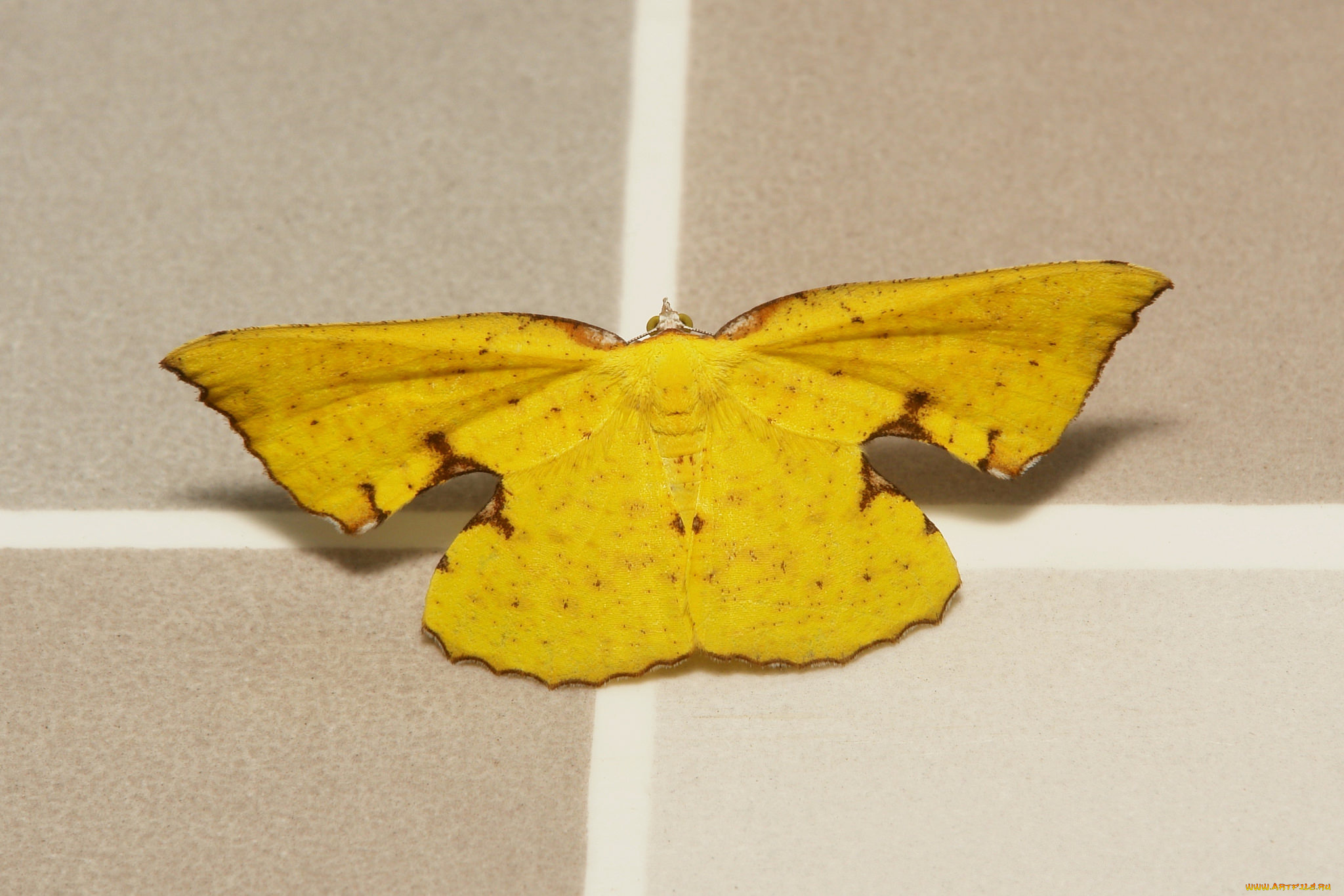 животные, бабочки, , мотыльки, , моли, бабочка