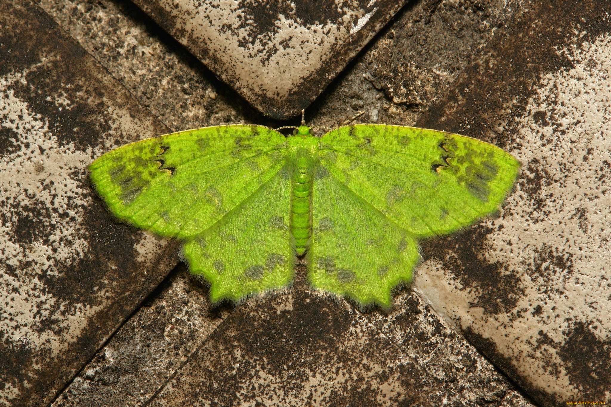 животные, бабочки, , мотыльки, , моли, бабочка