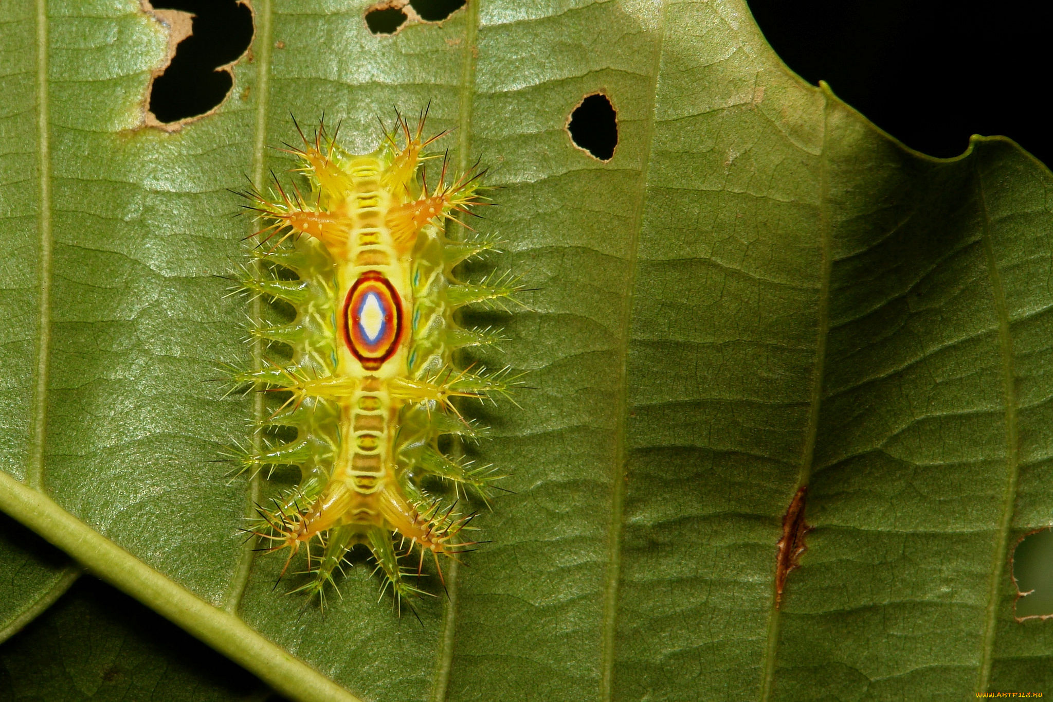 животные, гусеницы, гусеница