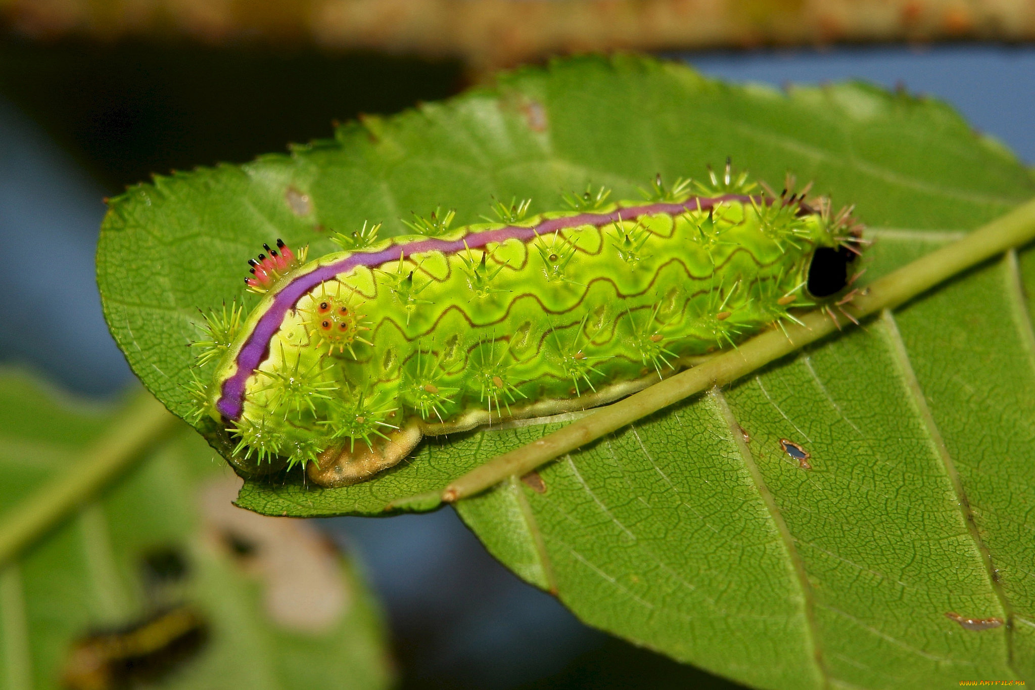 животные, гусеницы, гусеница