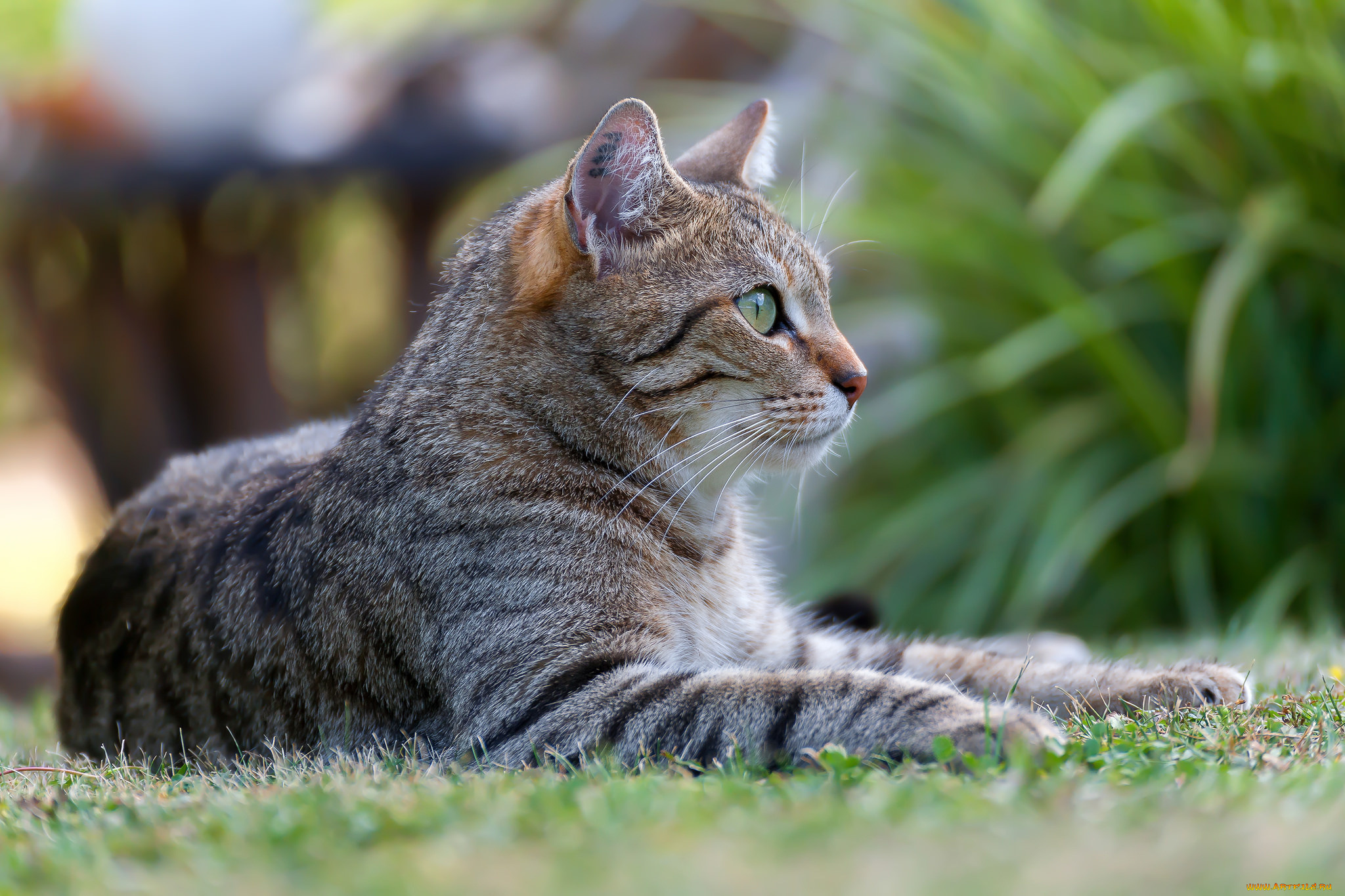 животные, коты, киса