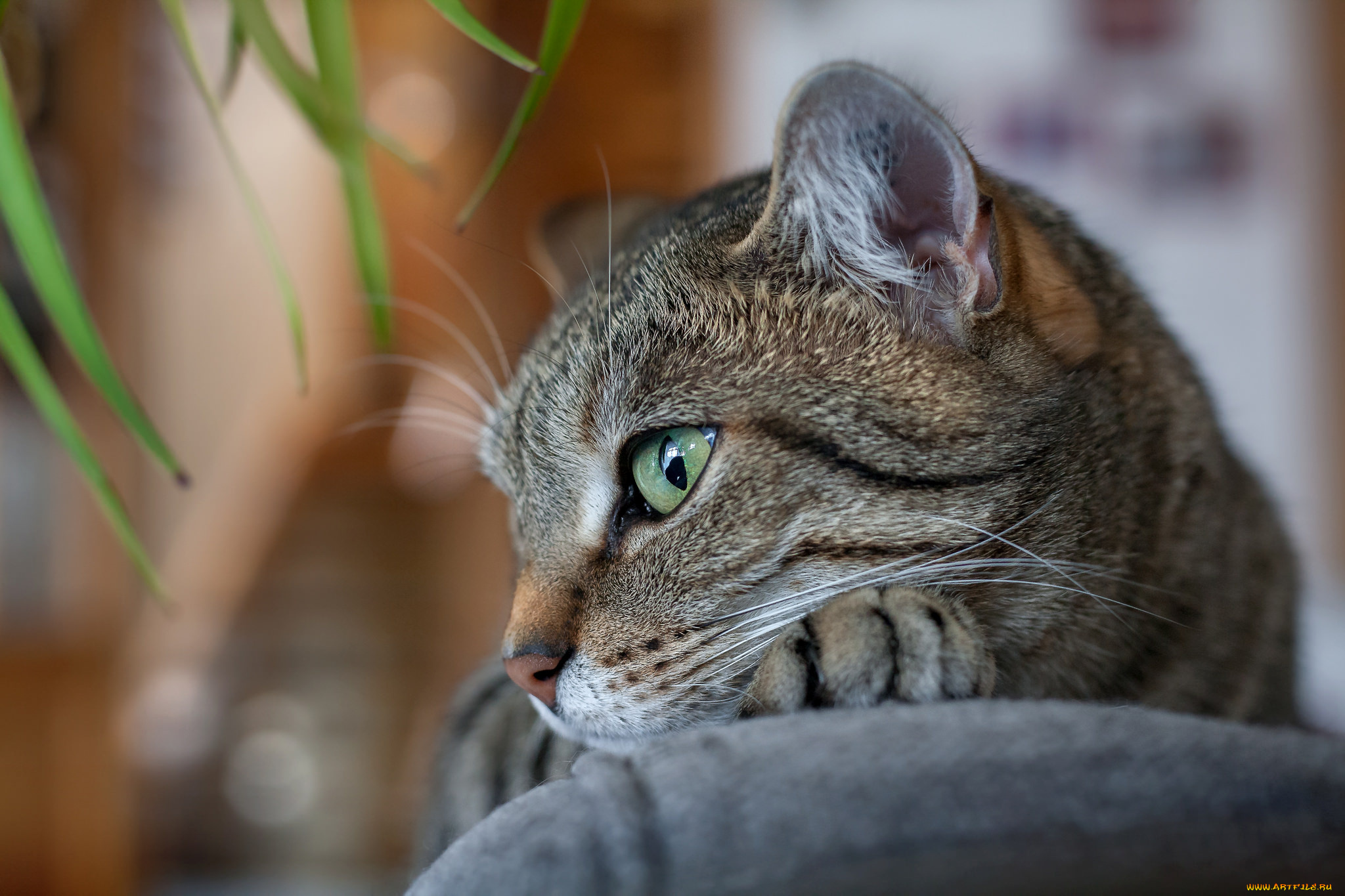 животные, коты, киса