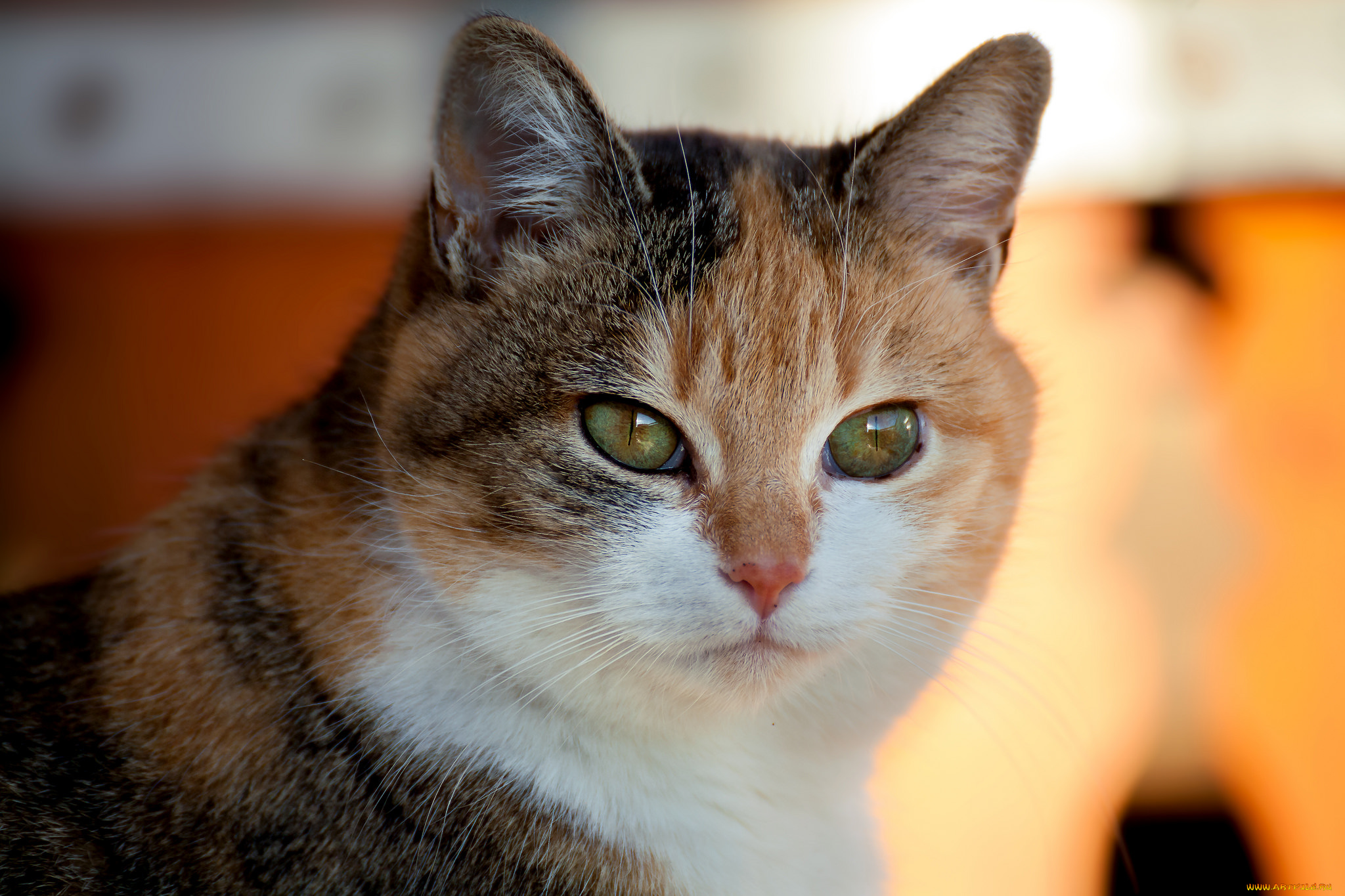 животные, коты, киса