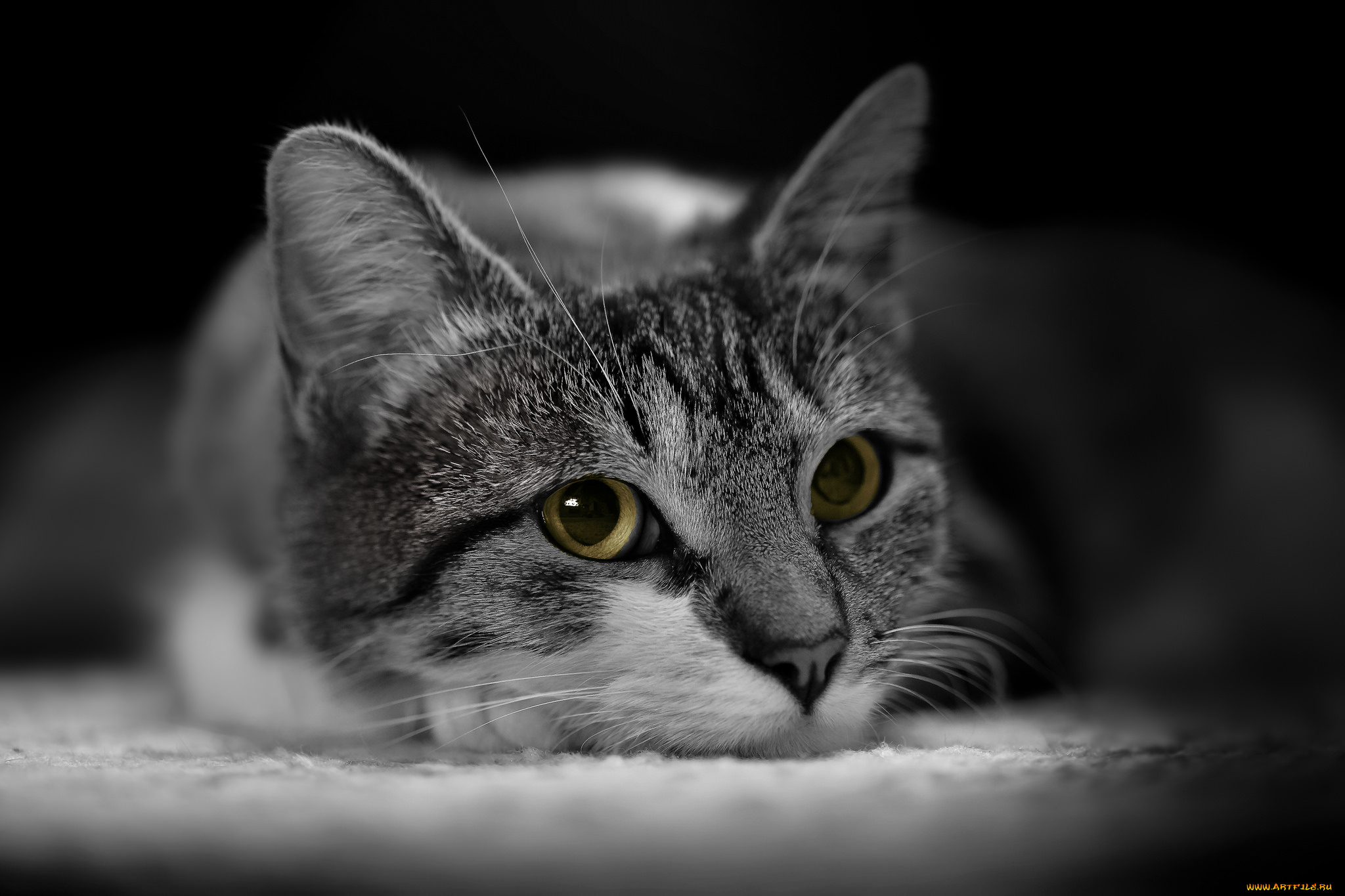 животные, коты, киса