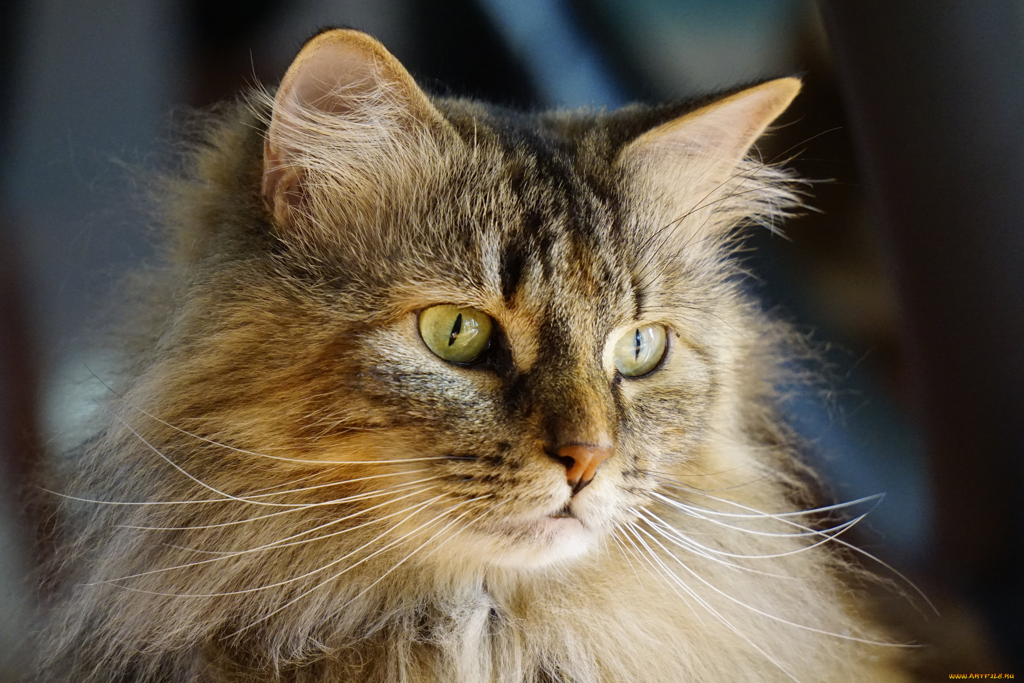 животные, коты, киса