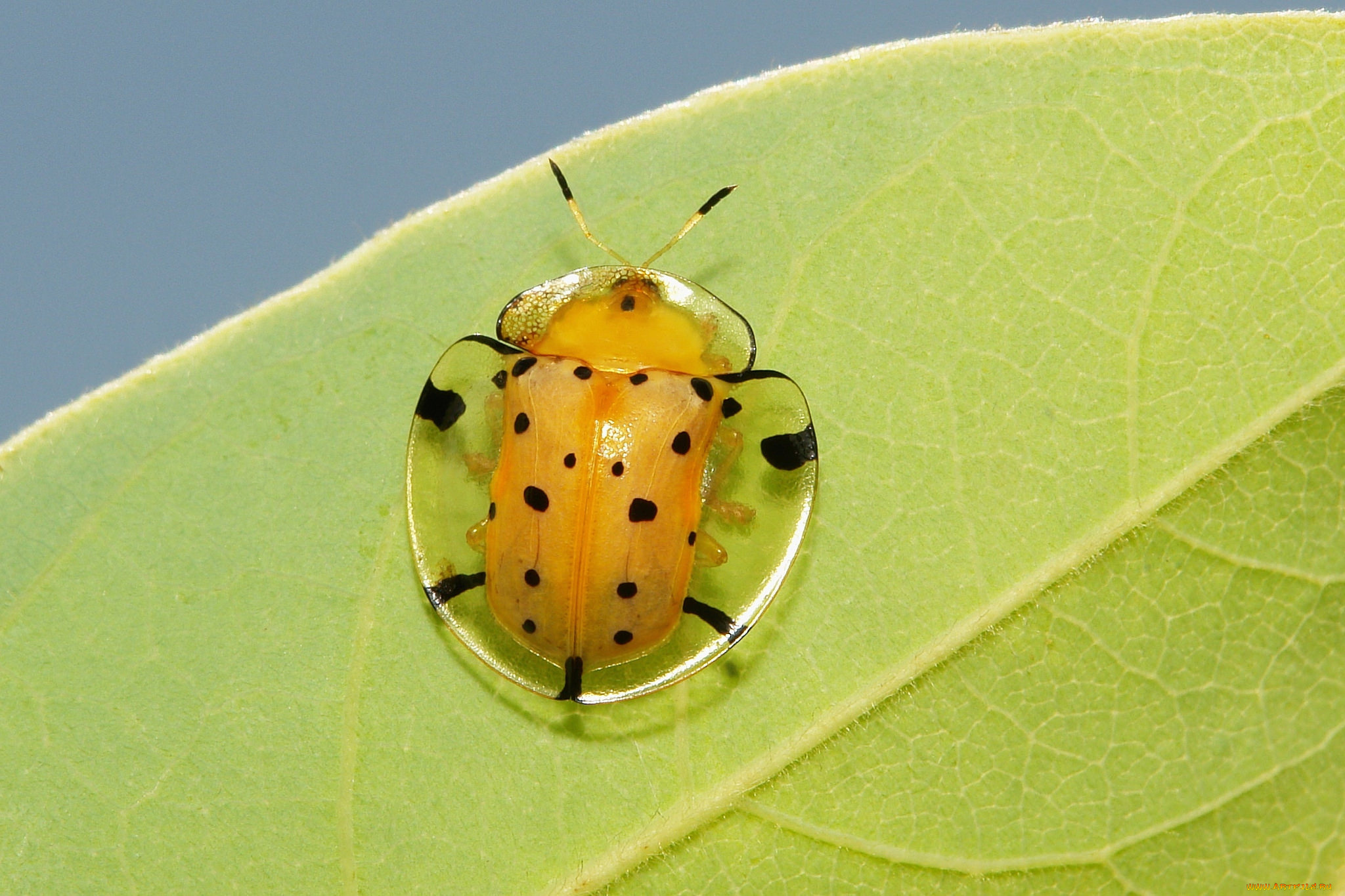 животные, насекомые, жучок