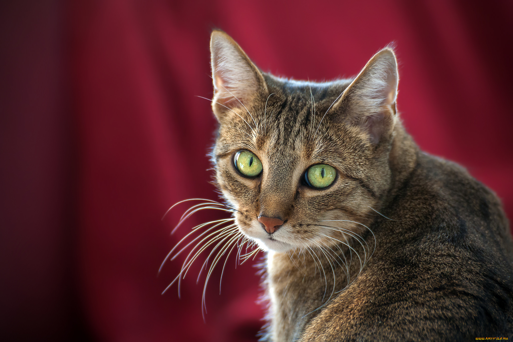 животные, коты, киса