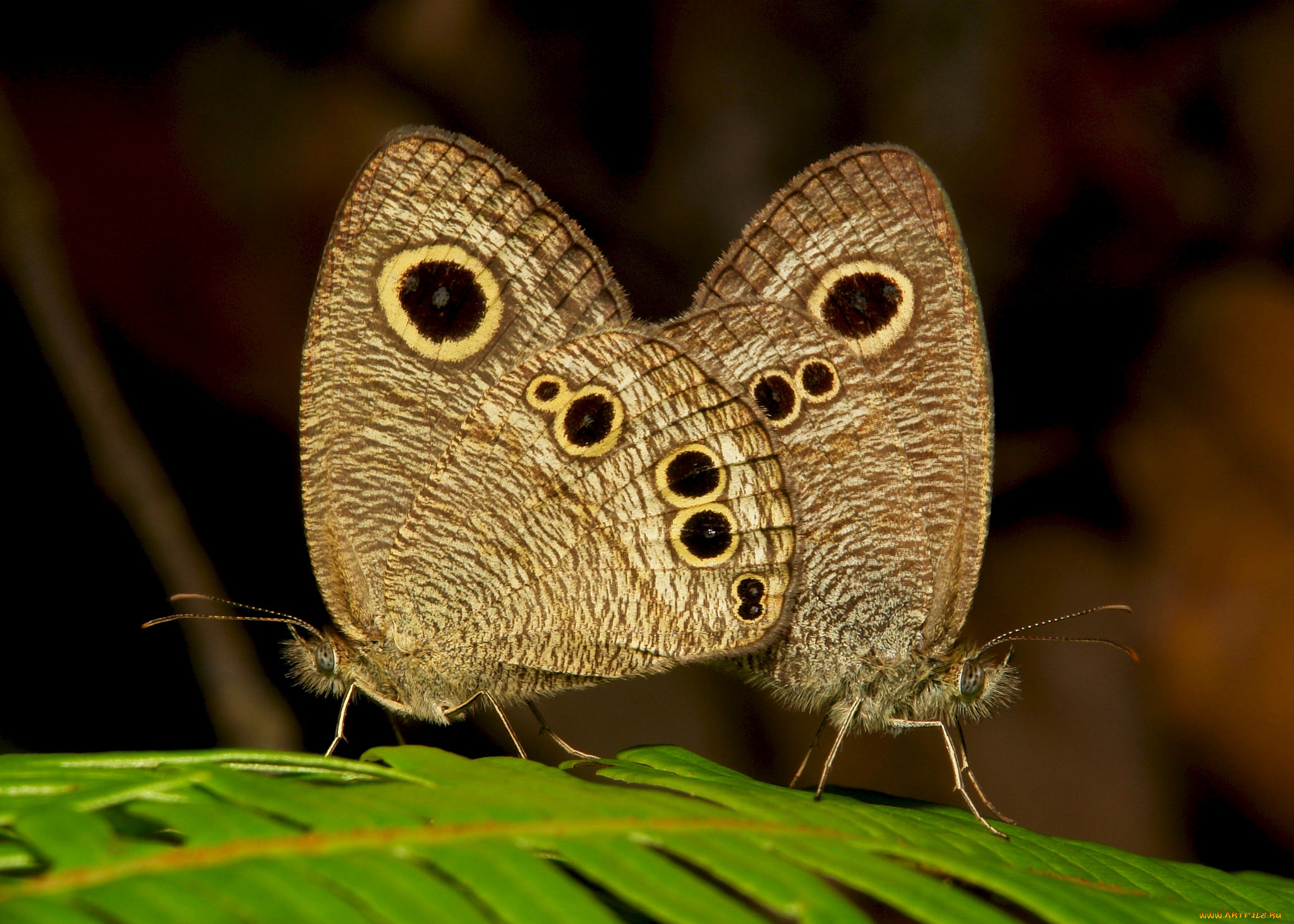 животные, бабочки, , мотыльки, , моли