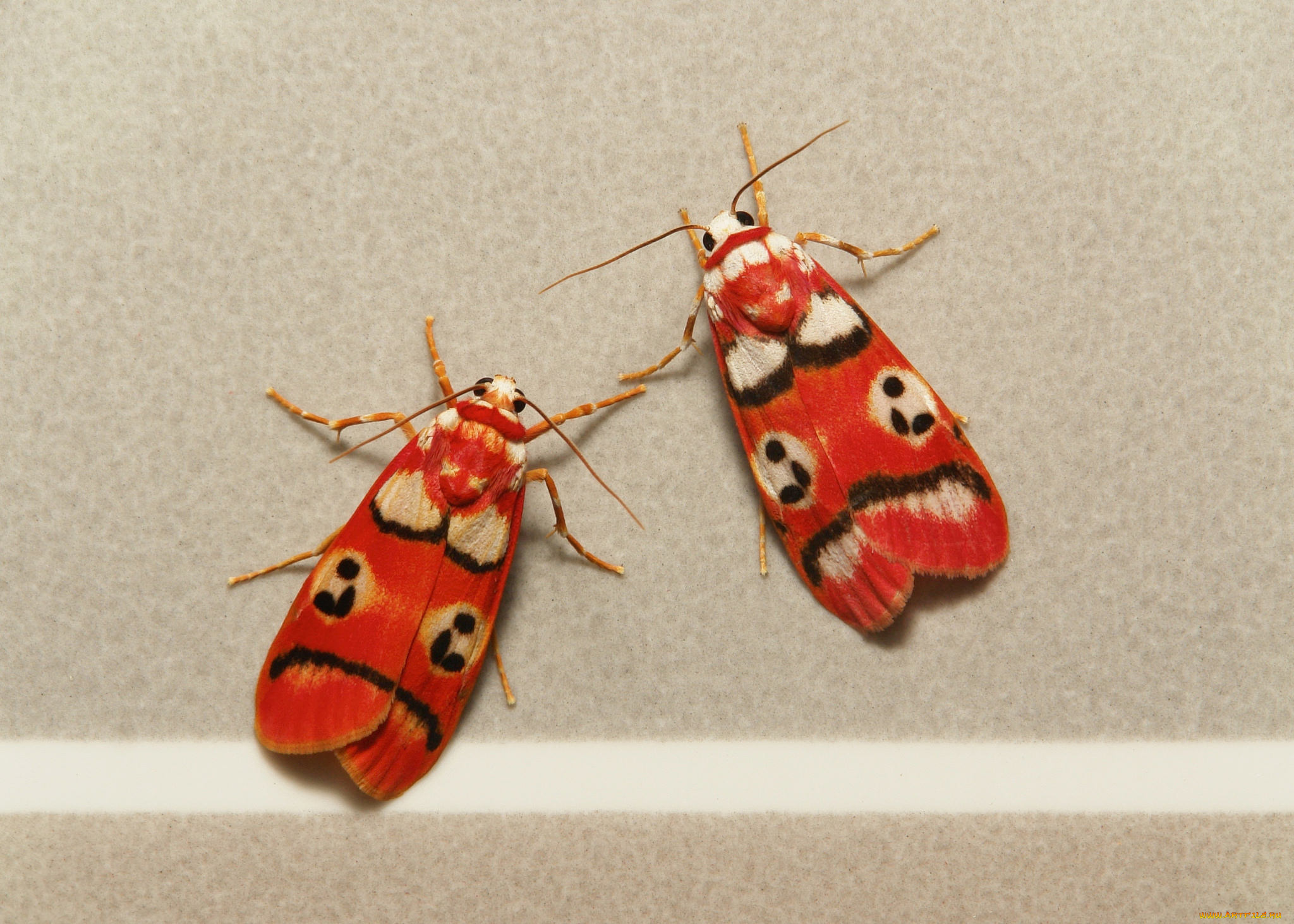 животные, бабочки, , мотыльки, , моли, бабочка