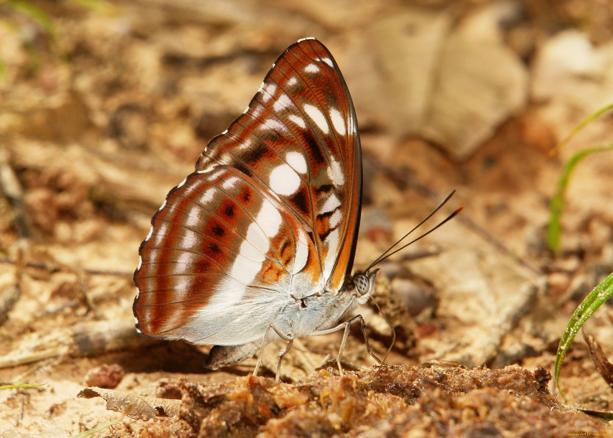 животные, бабочки, , мотыльки, , моли, бабочка