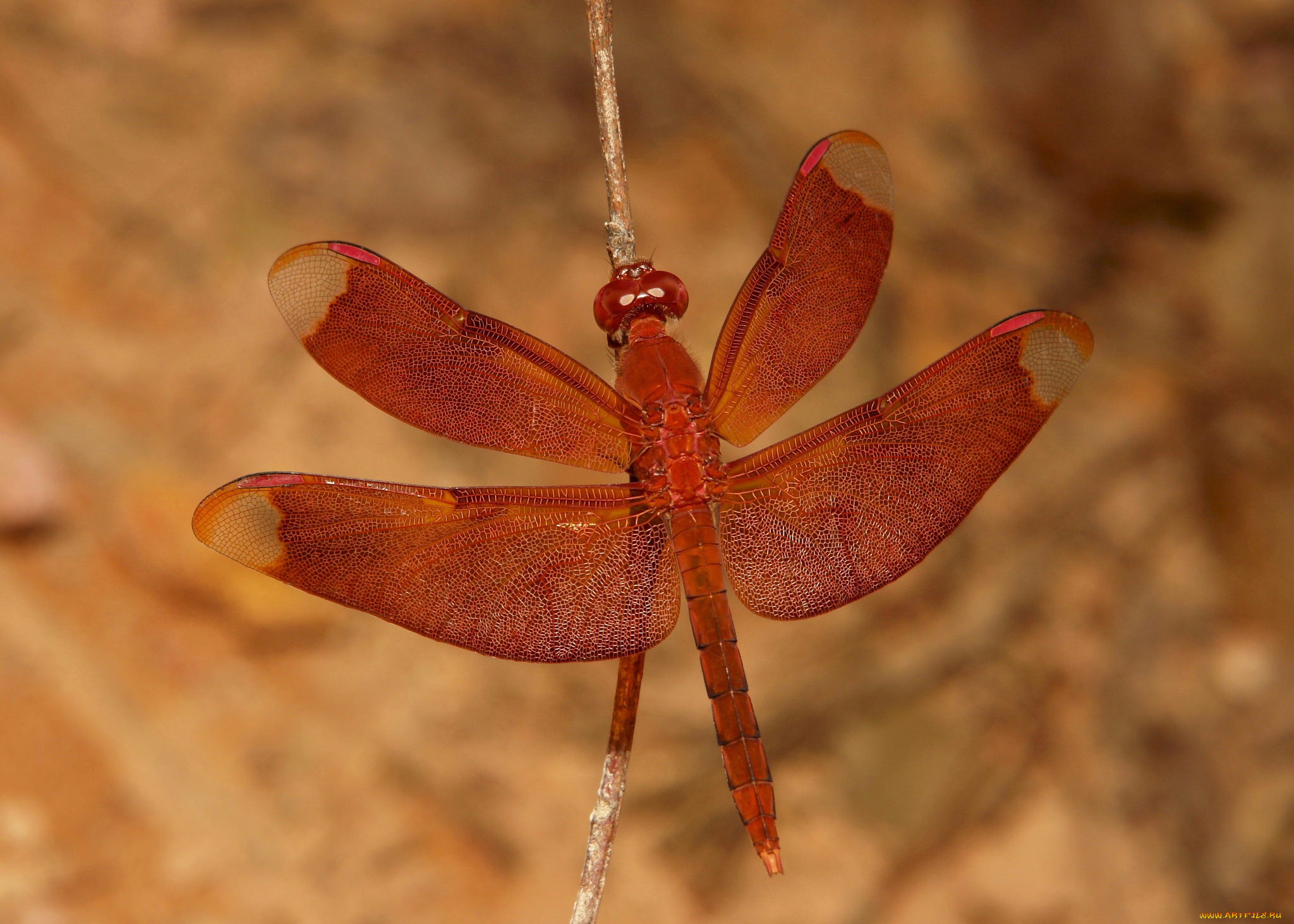 животные, стрекозы, стрекоза